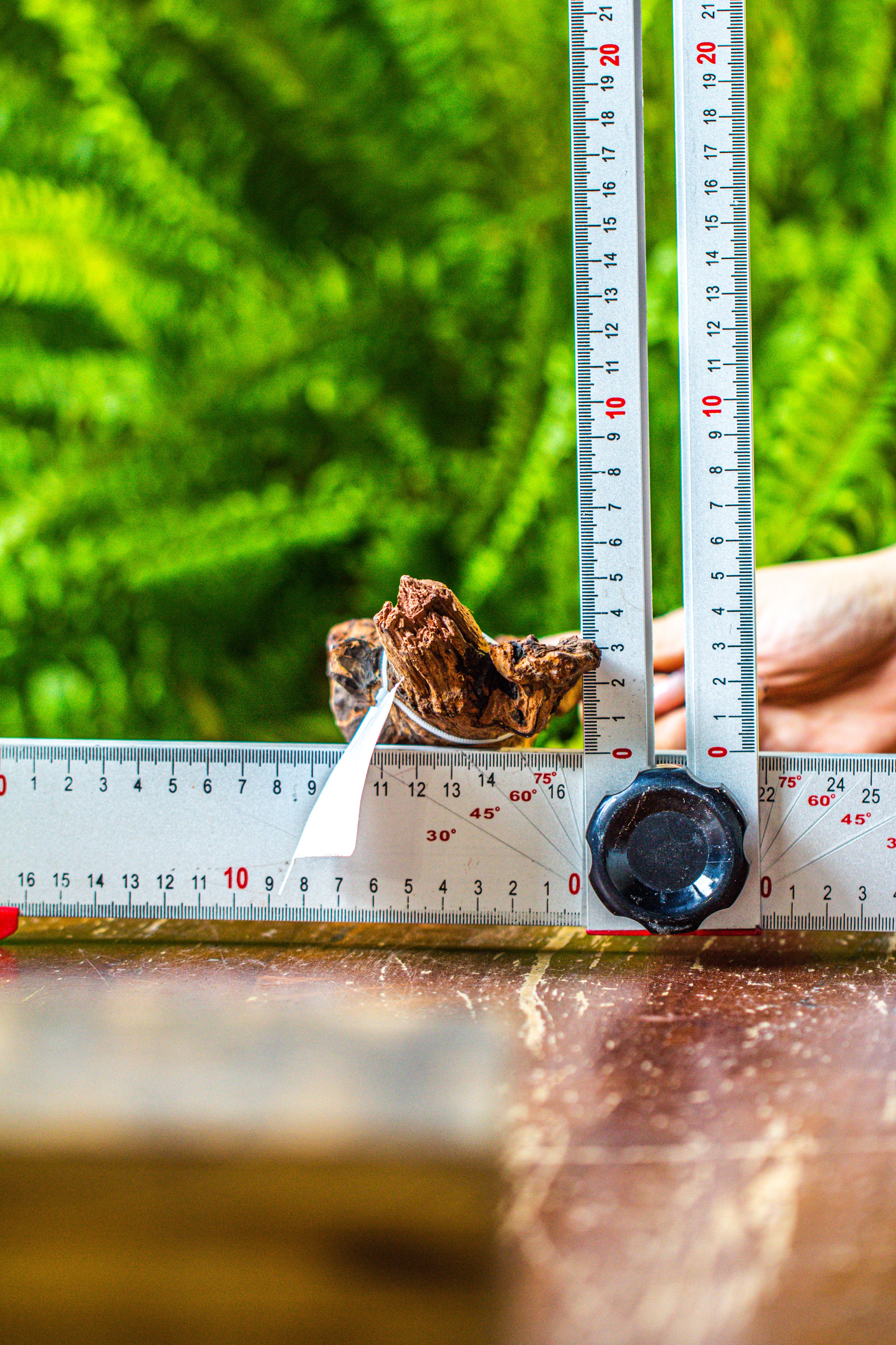 driftwood for moss terrarium, miniature, micro landscape, 7029 - NCYPgarden