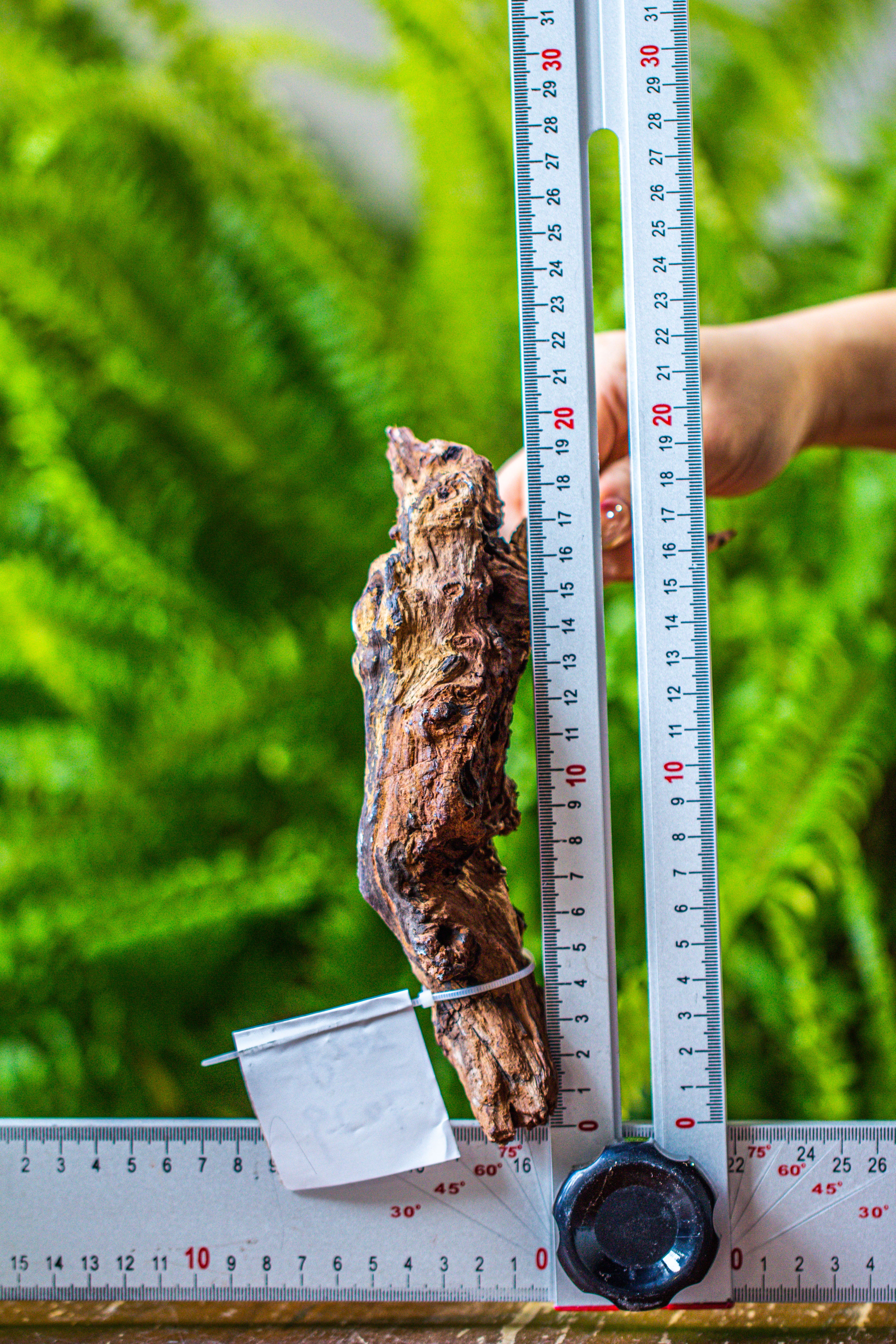 driftwood for moss terrarium, miniature, micro landscape, 7029 - NCYPgarden