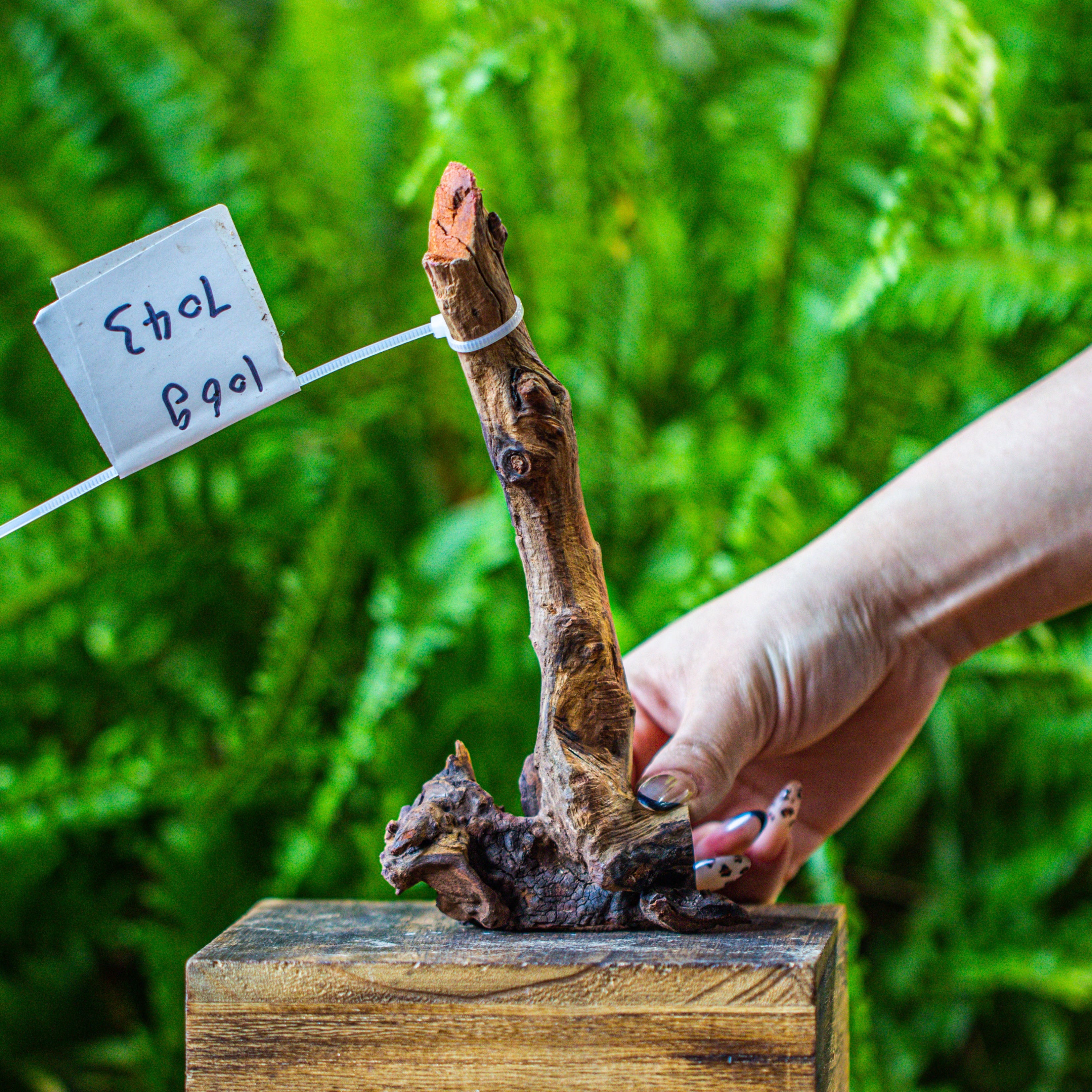 driftwood for moss terrarium, miniature, micro landscape, 7043 - NCYPgarden