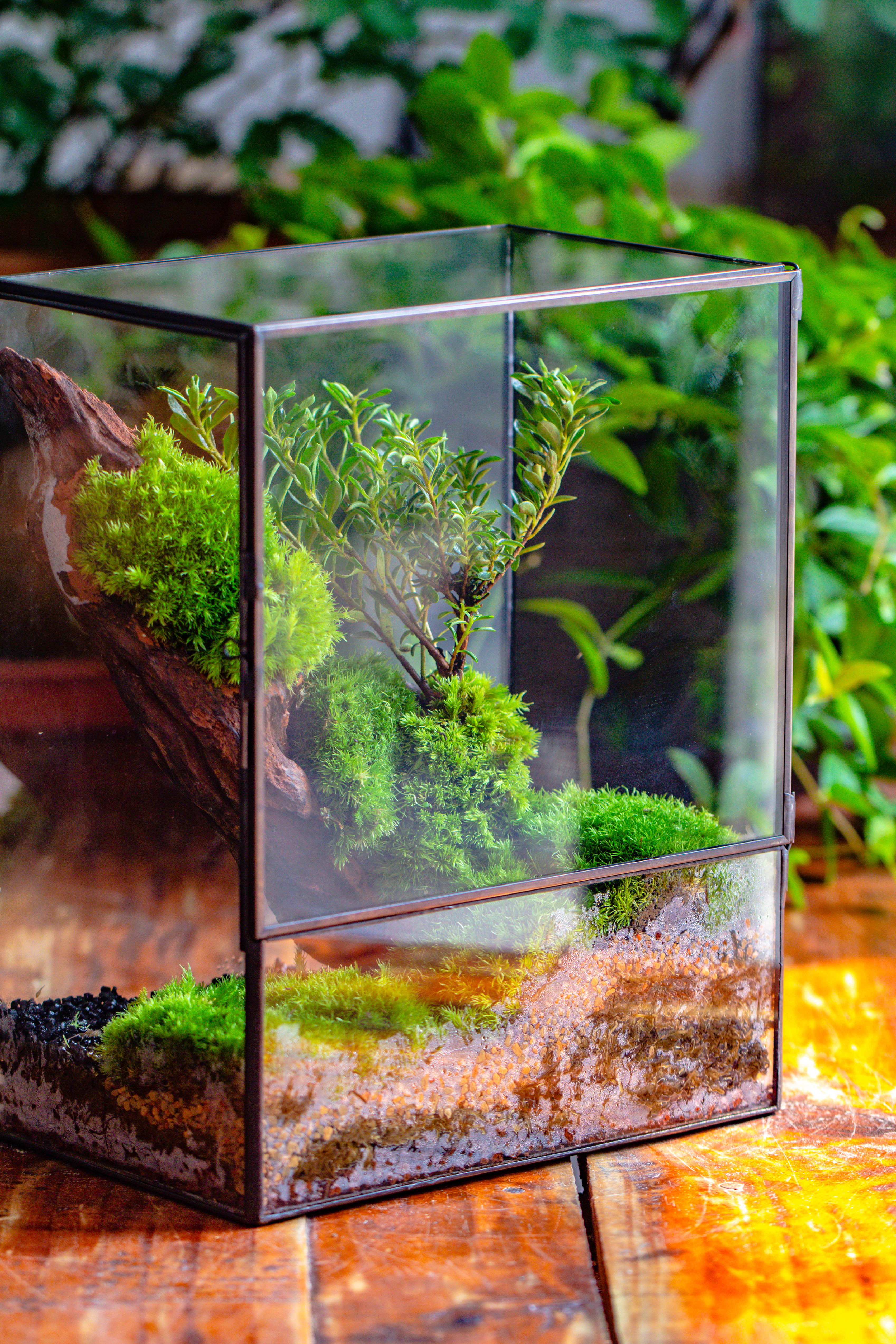 Close Geometric Glass Tin Terrarium , 8x10" and natural Driftwood Micro Landscape Moss Terrarium Building DIY set No plants, Customizable - NCYPgarden