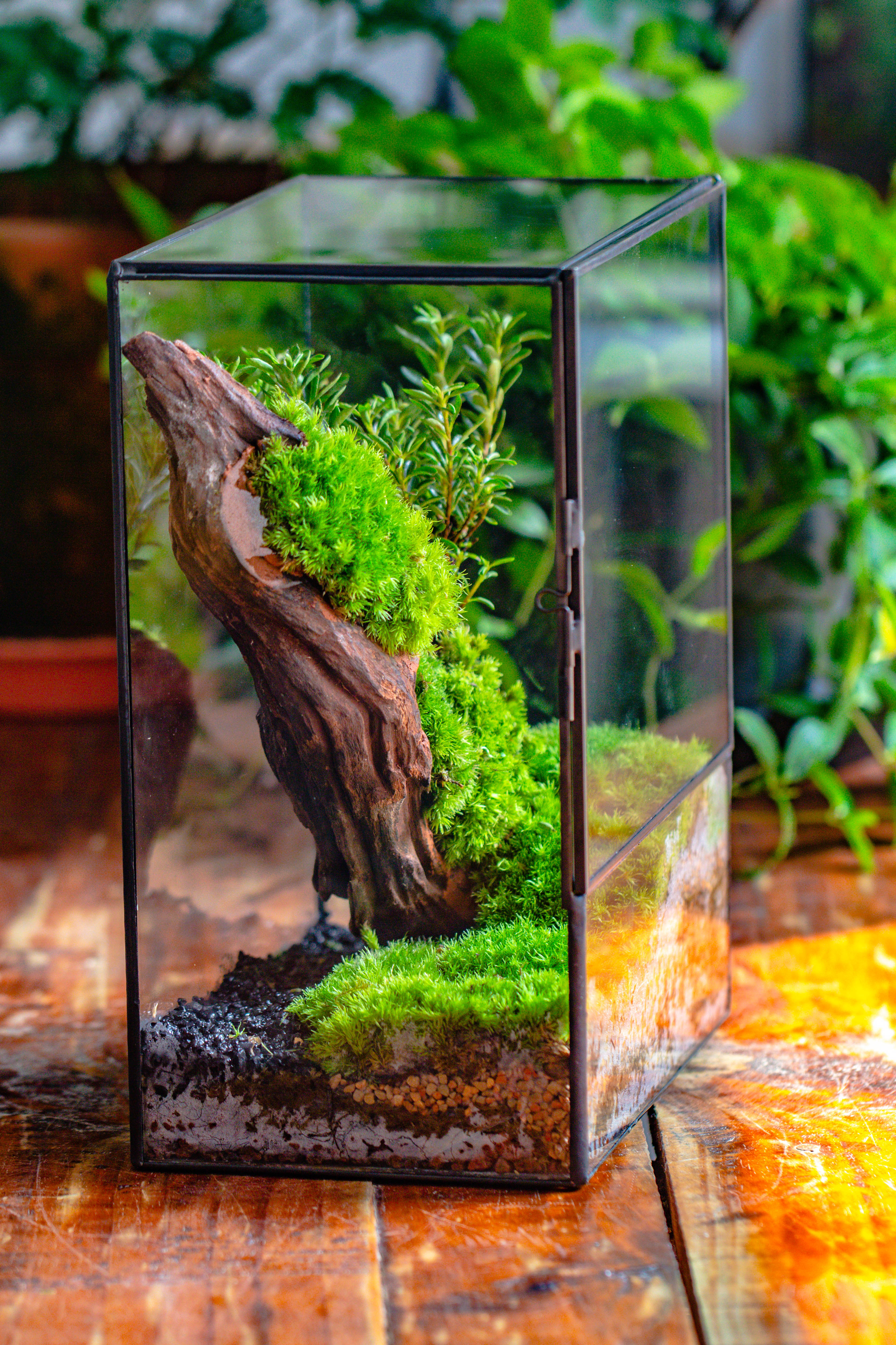 Close Geometric Glass Tin Terrarium , 8x10" and natural Driftwood Micro Landscape Moss Terrarium Building DIY set No plants, Customizable - NCYPgarden