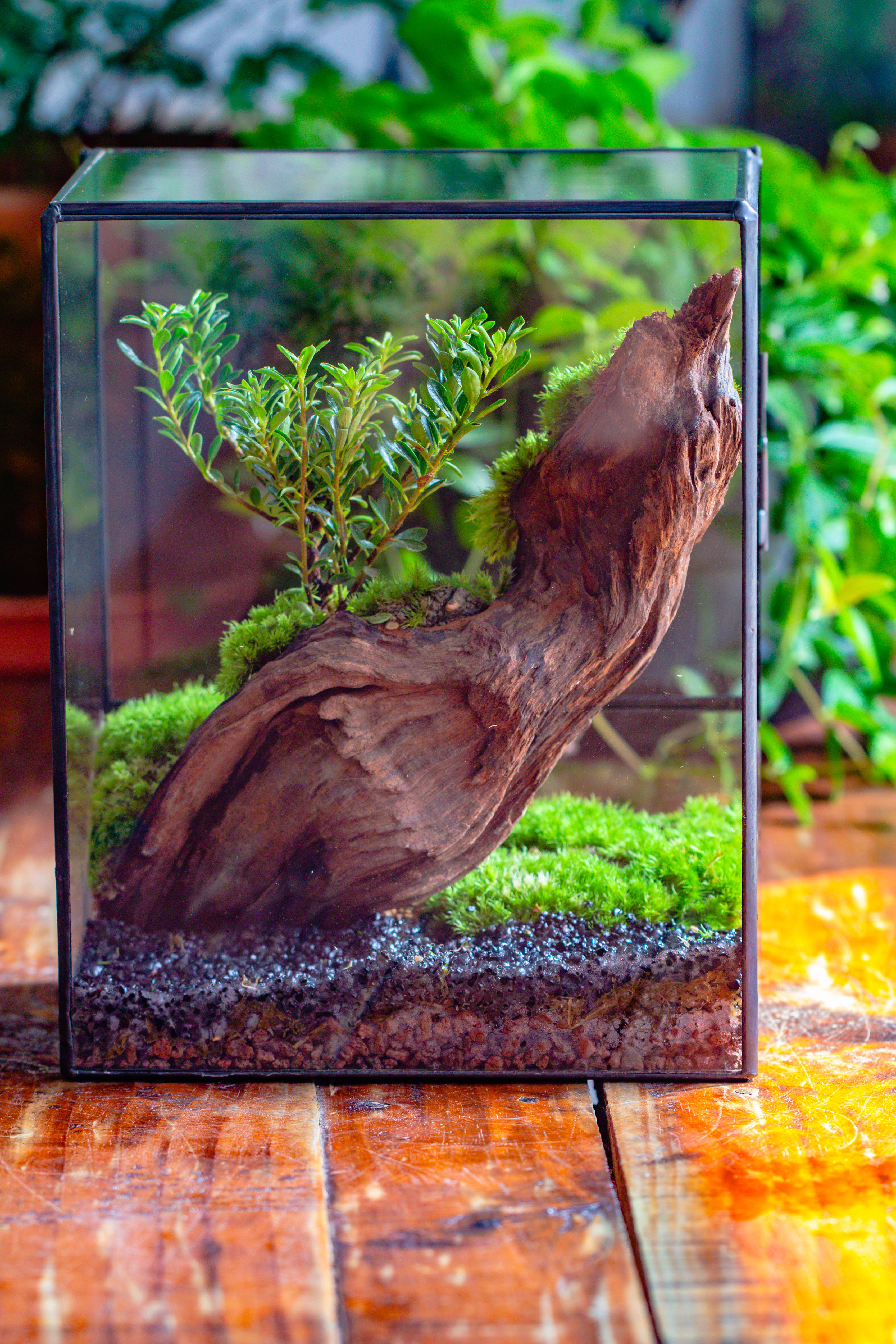 Close Geometric Glass Tin Terrarium , 8x10" and natural Driftwood Micro Landscape Moss Terrarium Building DIY set No plants, Customizable - NCYPgarden