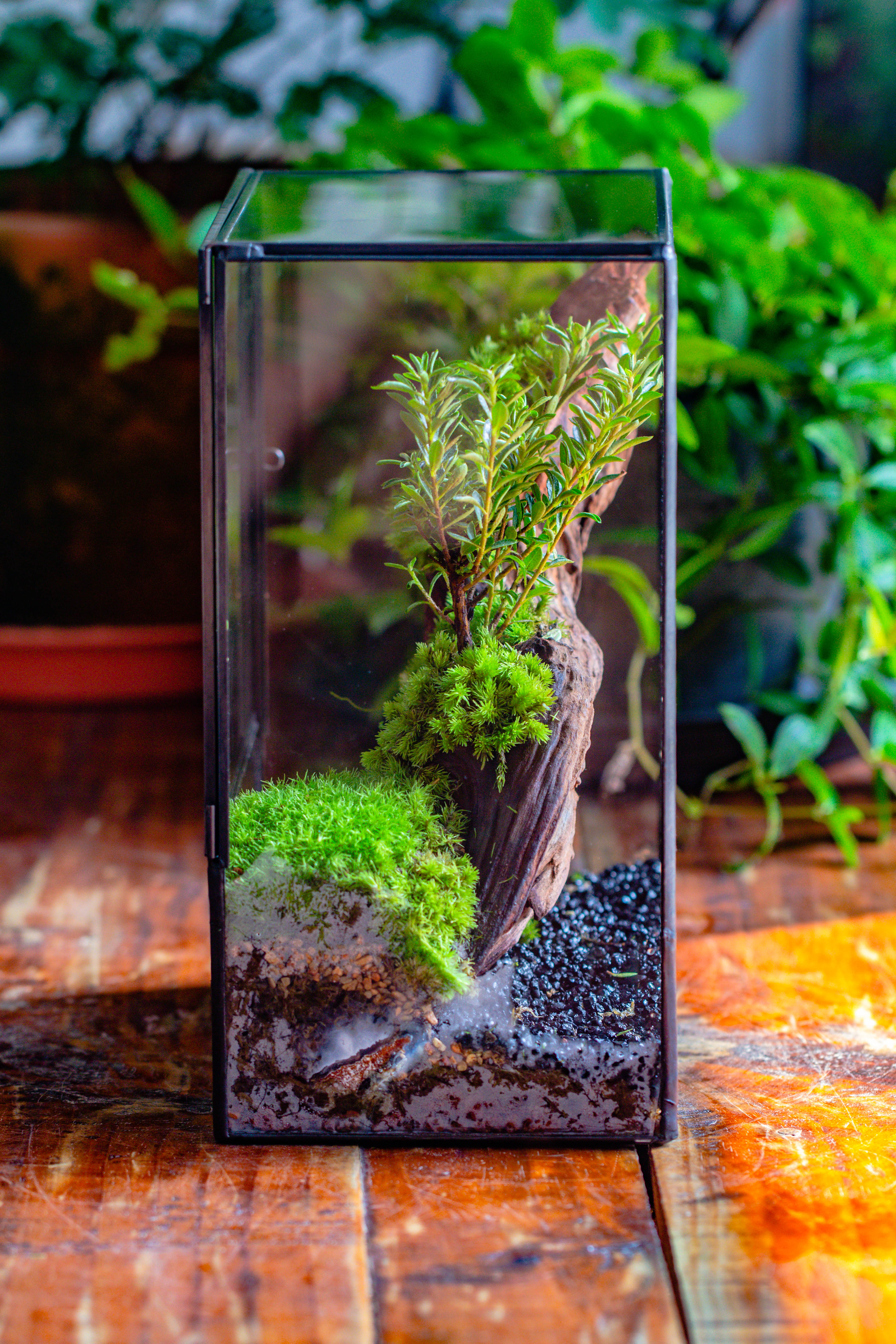 Close Geometric Glass Tin Terrarium , 8x10" and natural Driftwood Micro Landscape Moss Terrarium Building DIY set No plants, Customizable - NCYPgarden