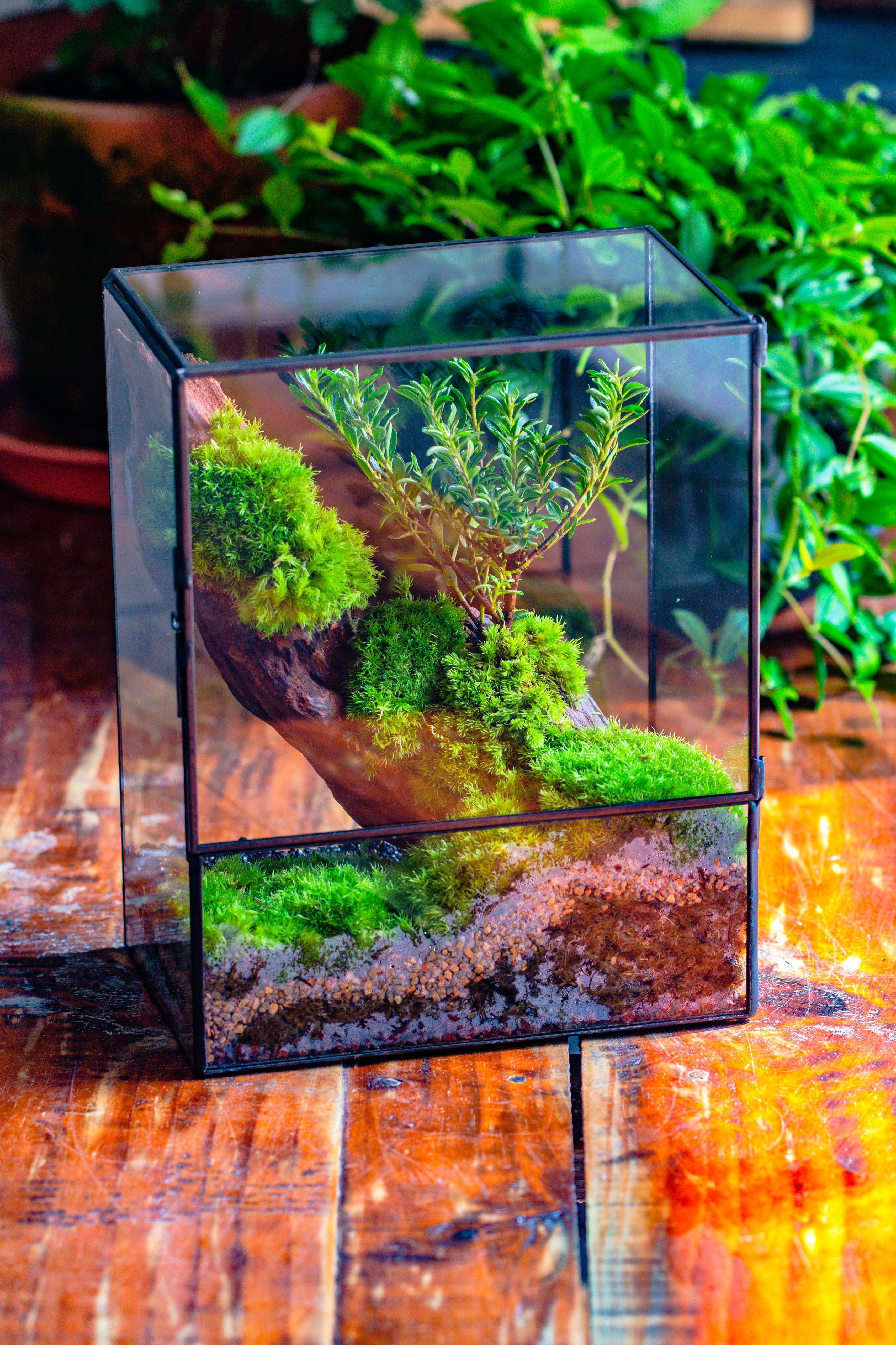 Close Geometric Glass Tin Terrarium , 8x10" and natural Driftwood Micro Landscape Moss Terrarium Building DIY set No plants, Customizable - NCYPgarden