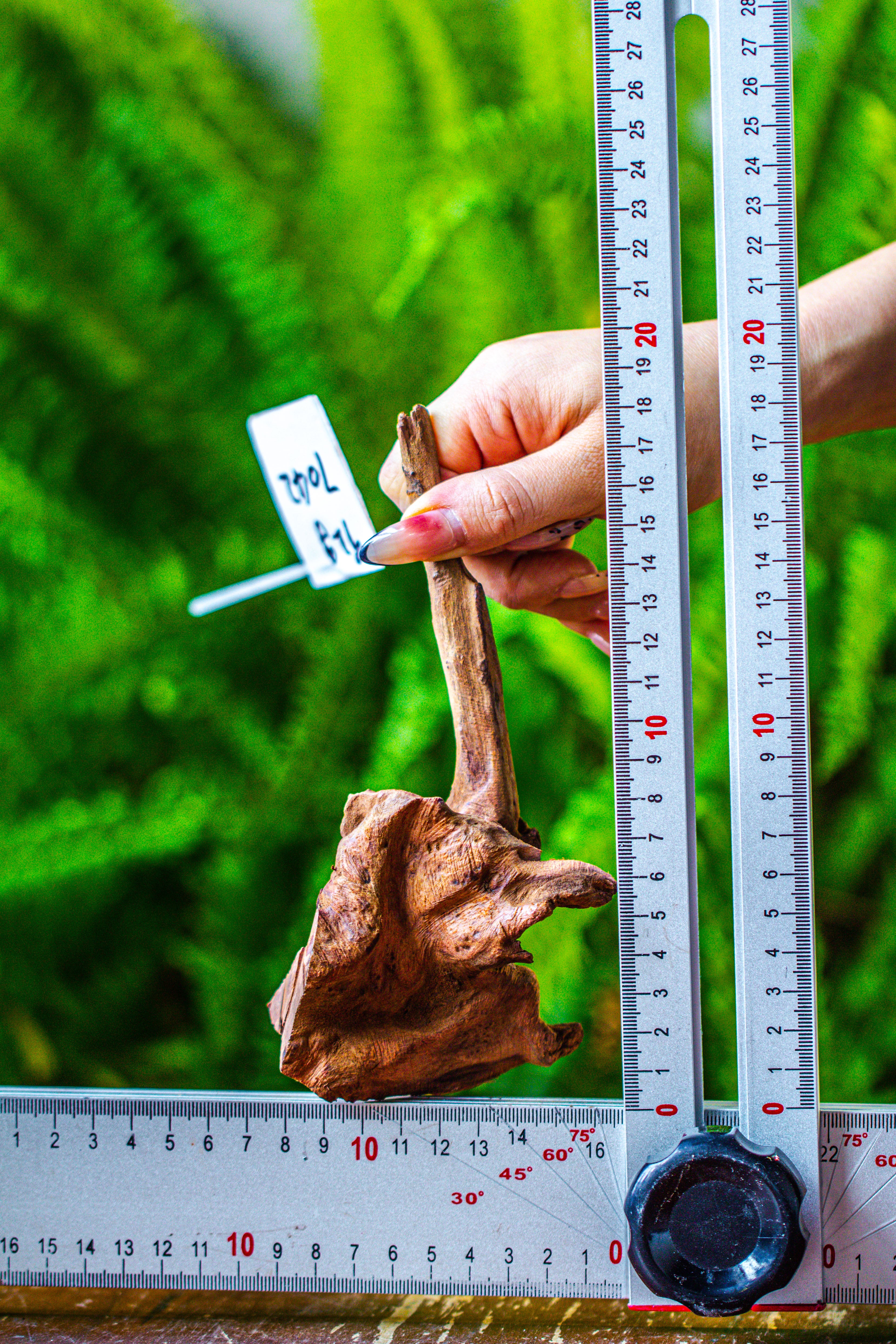 driftwood for moss terrarium, miniature, micro landscape, 7042 - NCYPgarden