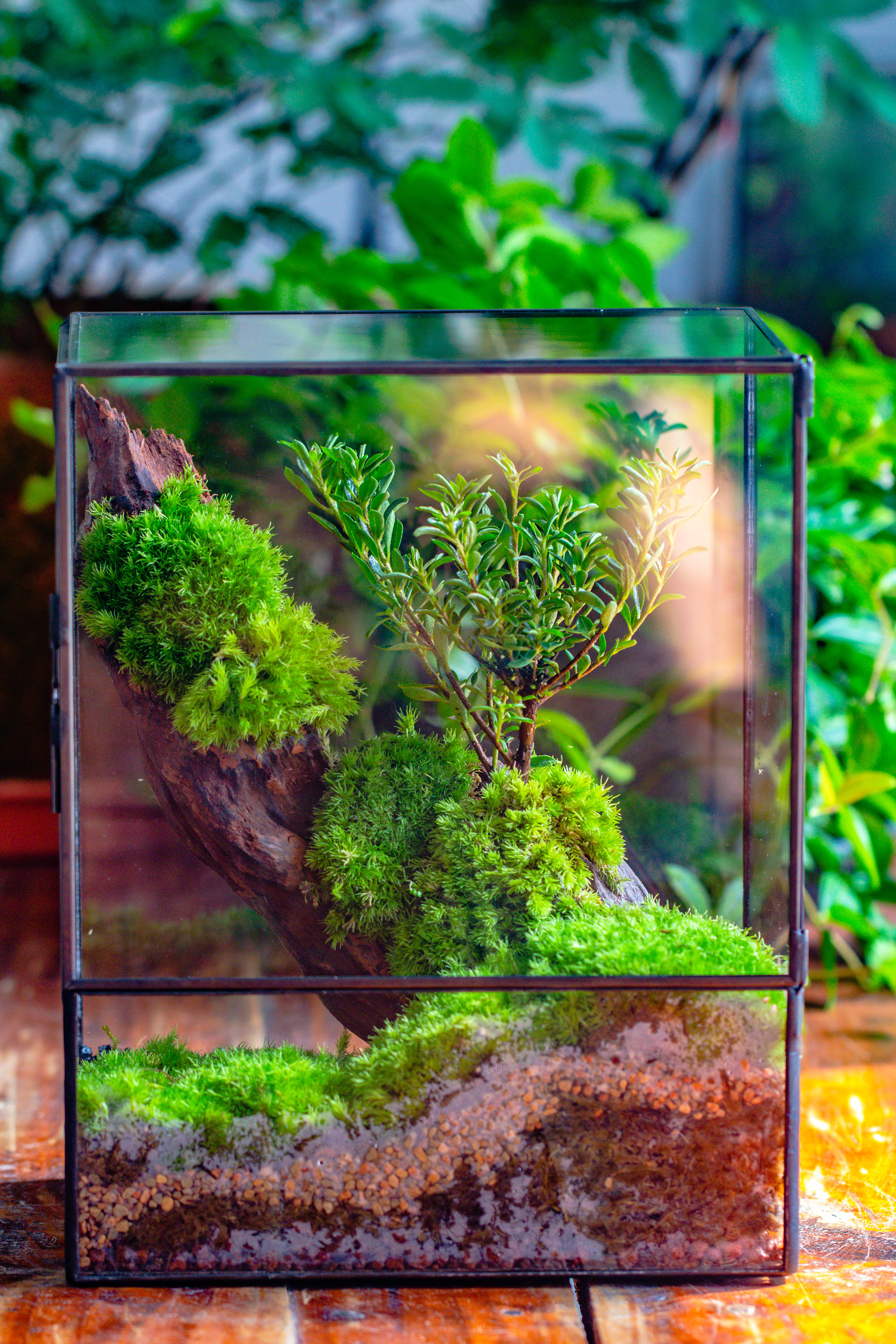 Close Geometric Glass Tin Terrarium , 8x10" and natural Driftwood Micro Landscape Moss Terrarium Building DIY set No plants, Customizable - NCYPgarden