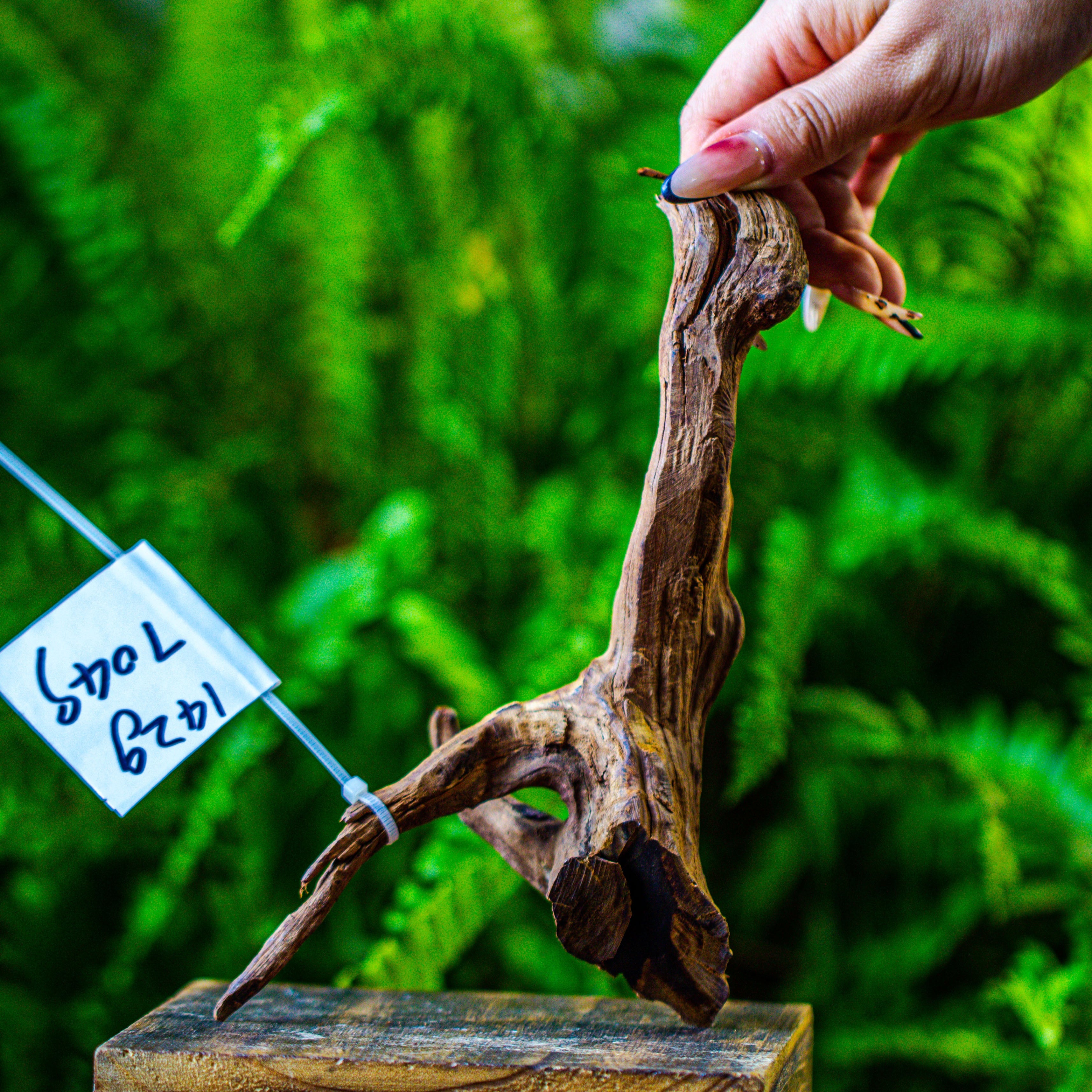 driftwood for moss terrarium, miniature, micro landscape, 7049 - NCYPgarden