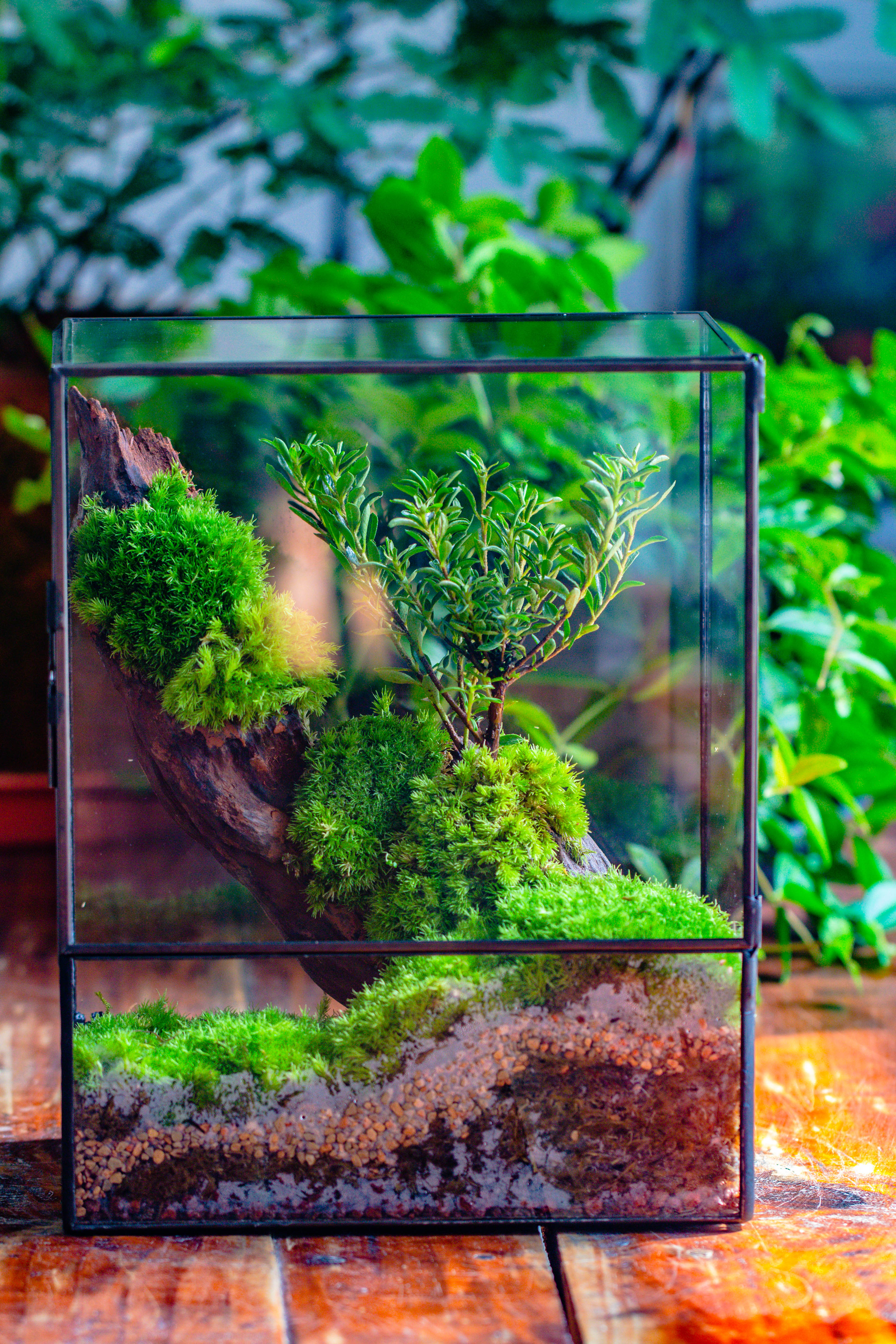Close Geometric Glass Tin Terrarium , 8x10" and natural Driftwood Micro Landscape Moss Terrarium Building DIY set No plants, Customizable - NCYPgarden