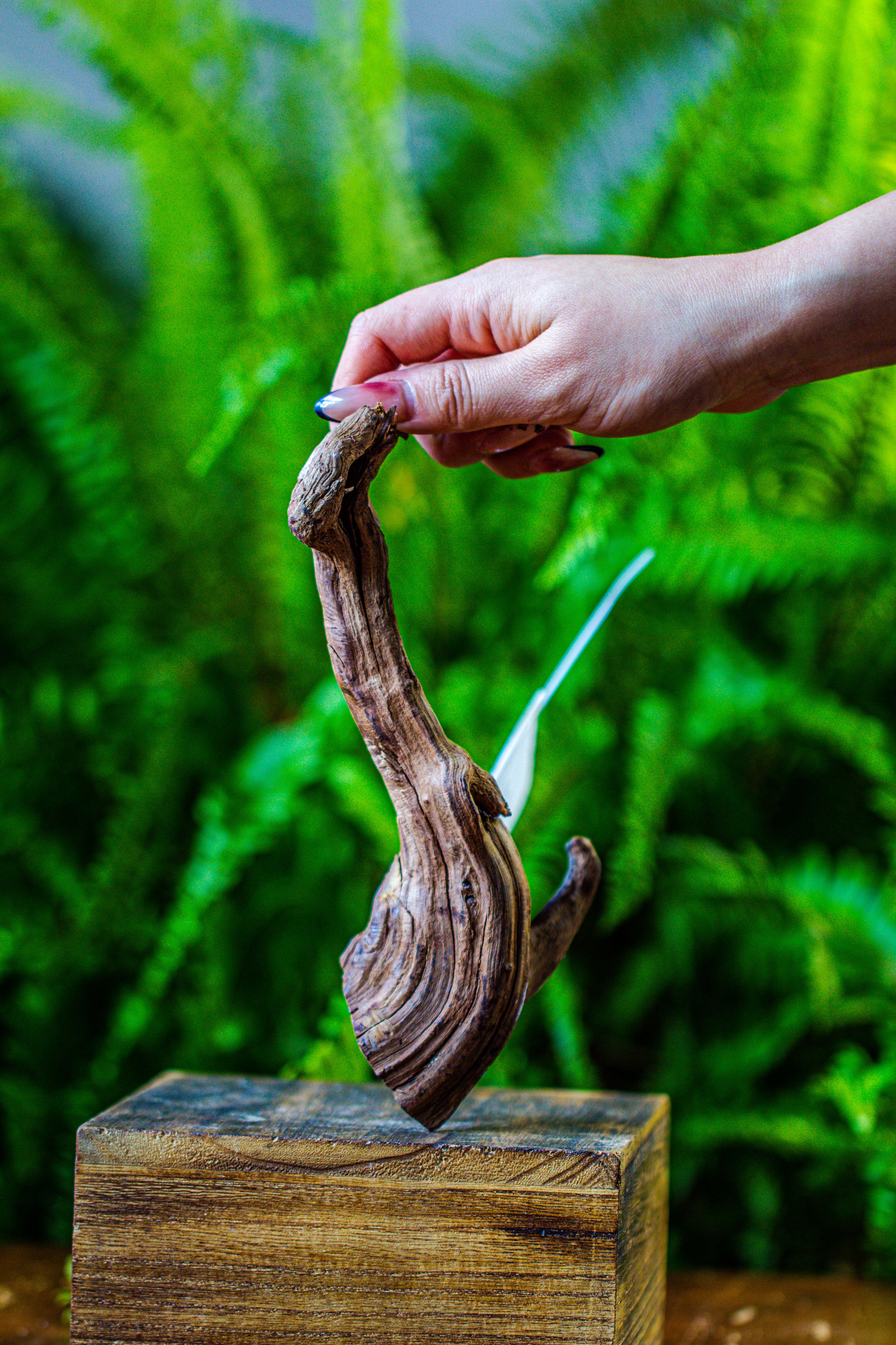 driftwood for moss terrarium, miniature, micro landscape, 7049 - NCYPgarden