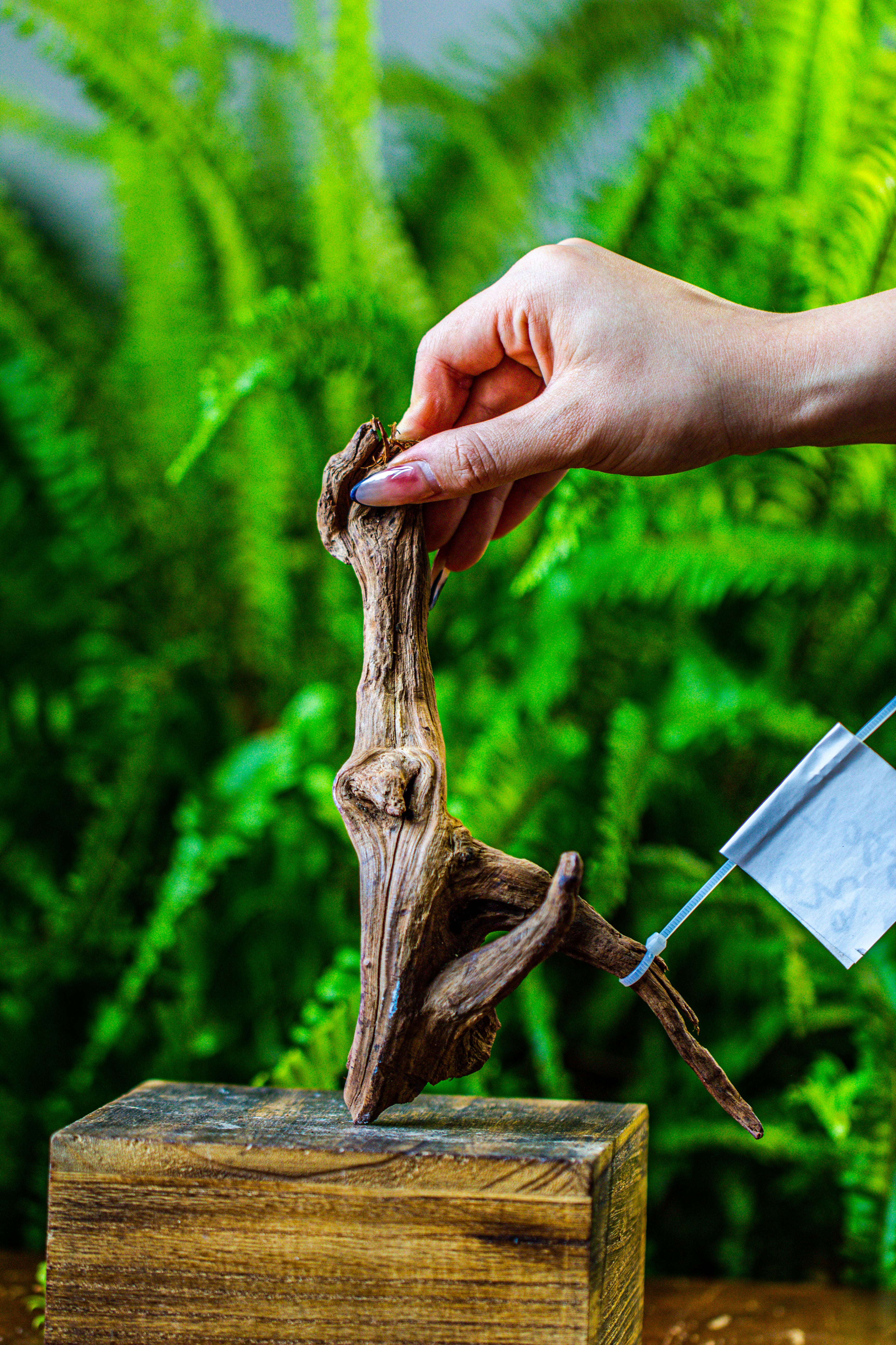 driftwood for moss terrarium, miniature, micro landscape, 7049 - NCYPgarden