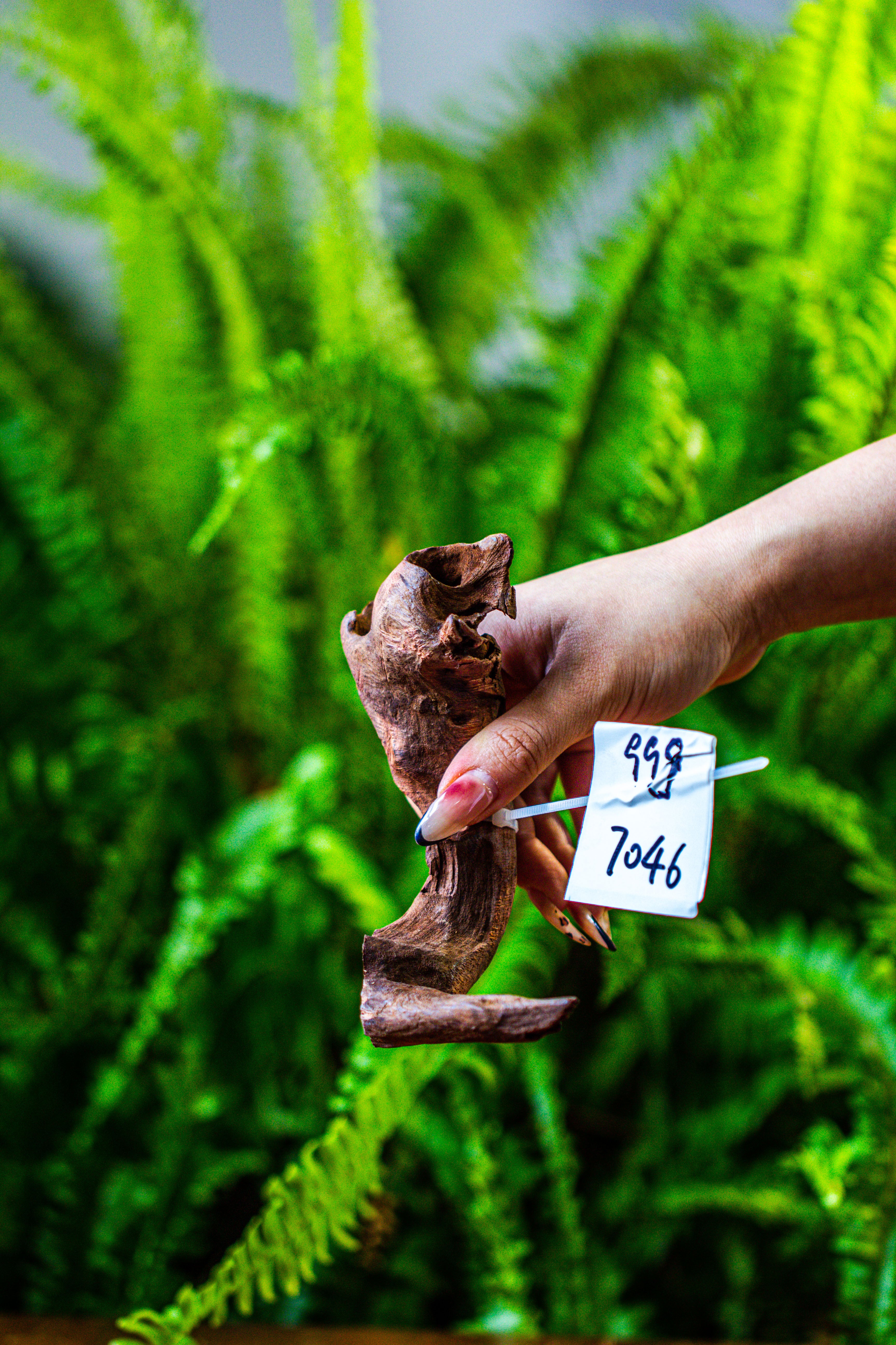 driftwood for moss terrarium, miniature, micro landscape, 7046 - NCYPgarden