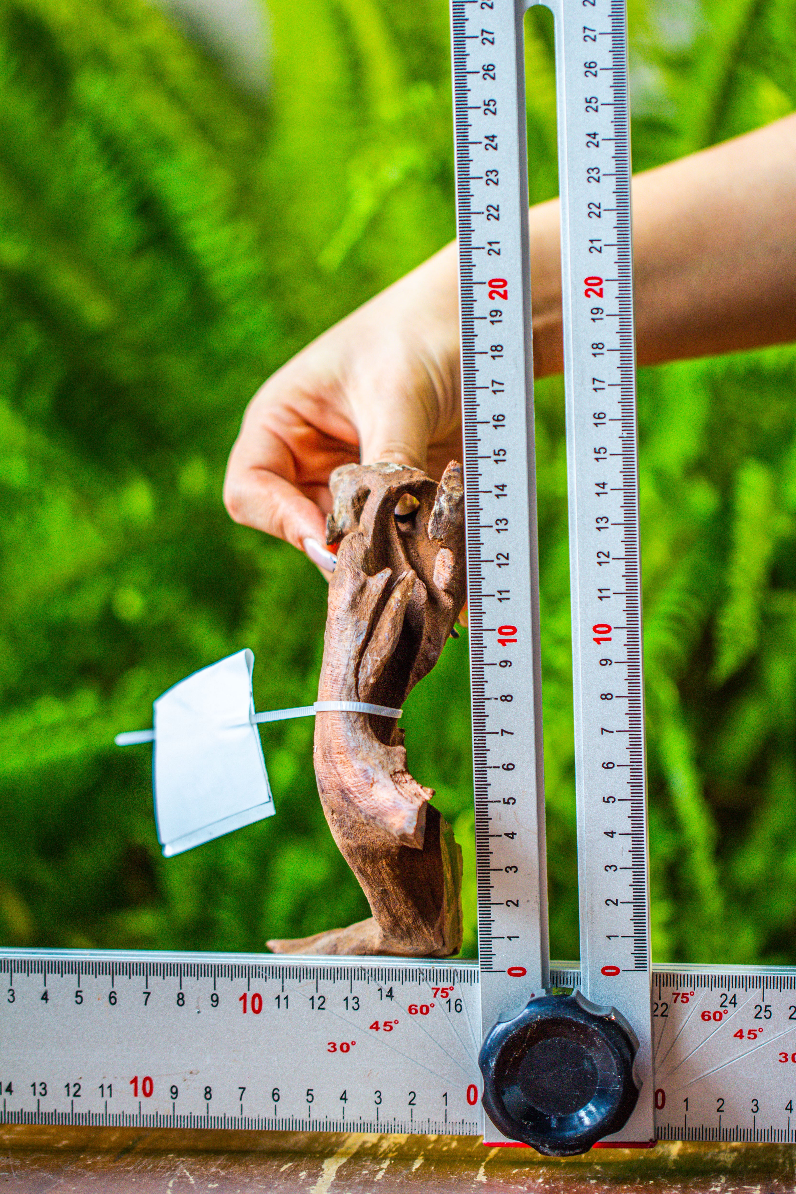 driftwood for moss terrarium, miniature, micro landscape, 7046 - NCYPgarden