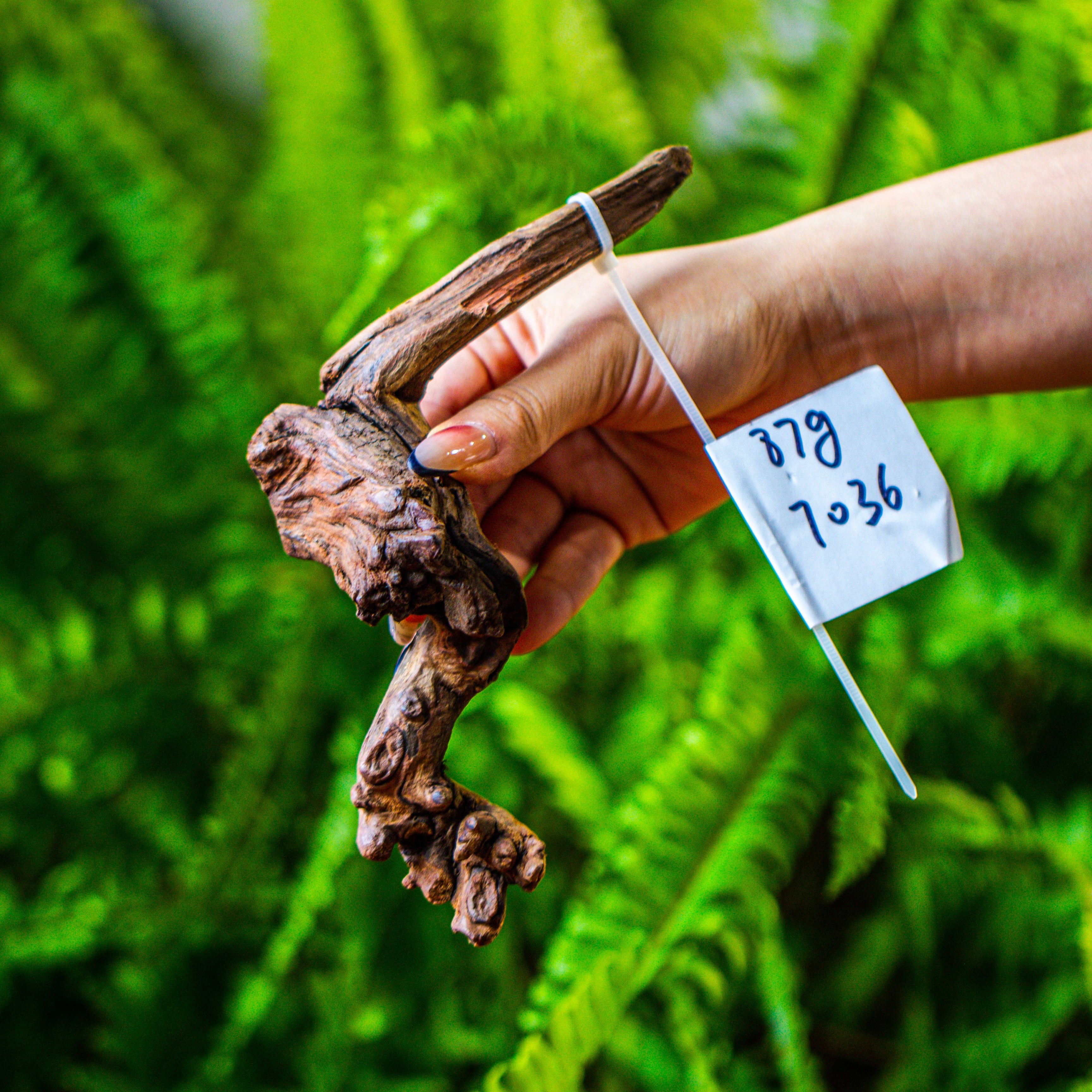 driftwood for moss terrarium, miniature, micro landscape, 7036 - NCYPgarden