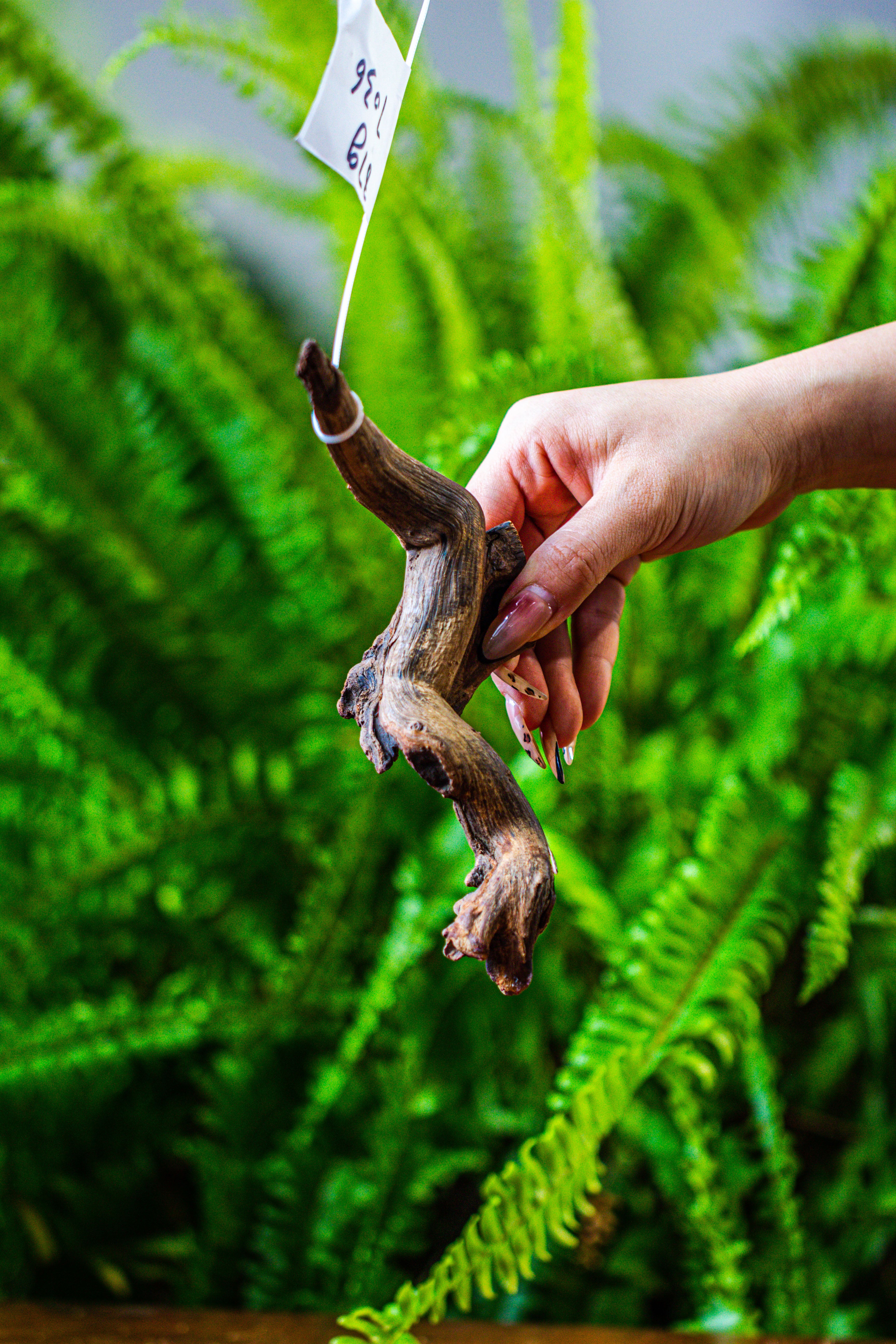 driftwood for moss terrarium, miniature, micro landscape, 7036 - NCYPgarden