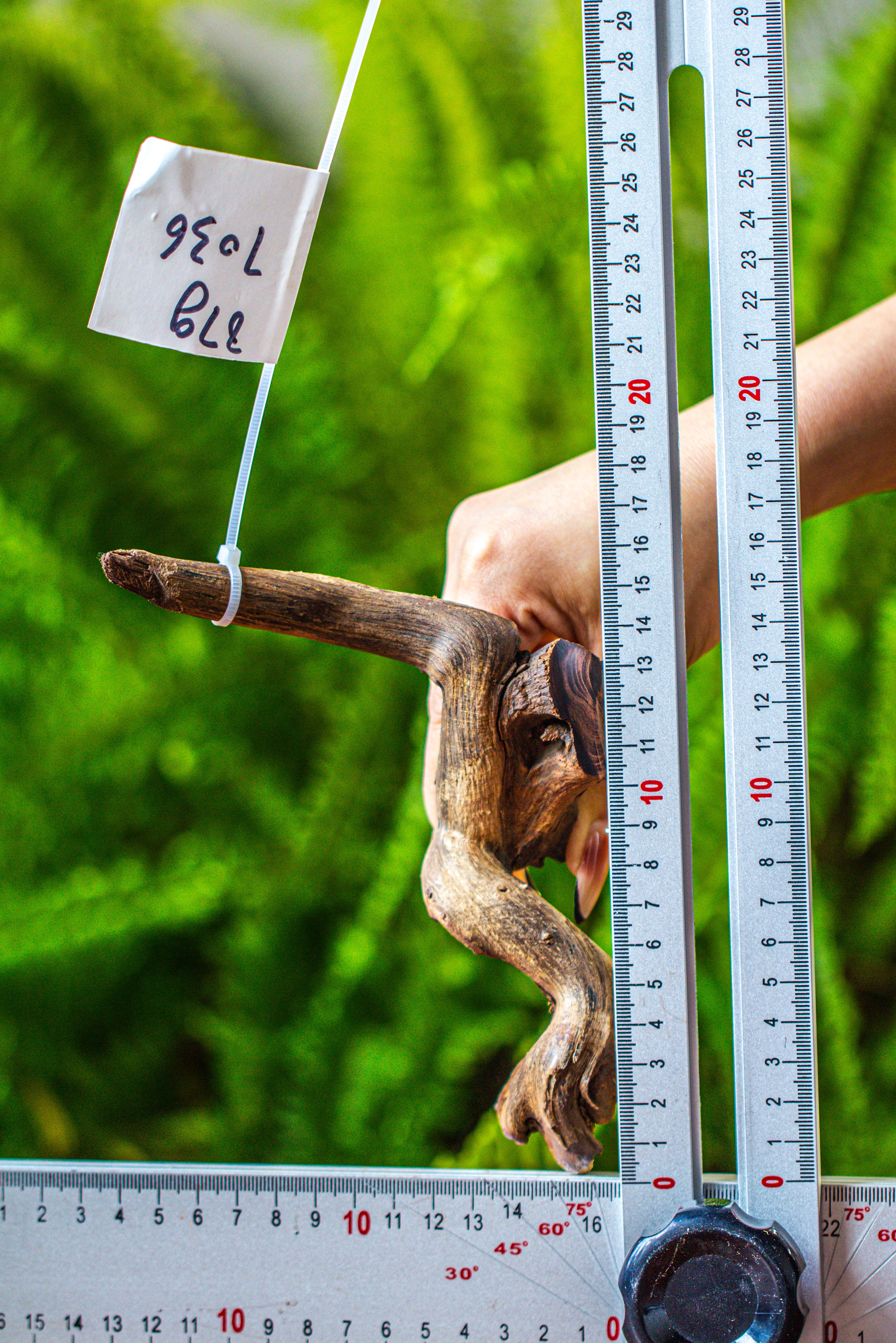 driftwood for moss terrarium, miniature, micro landscape, 7036 - NCYPgarden