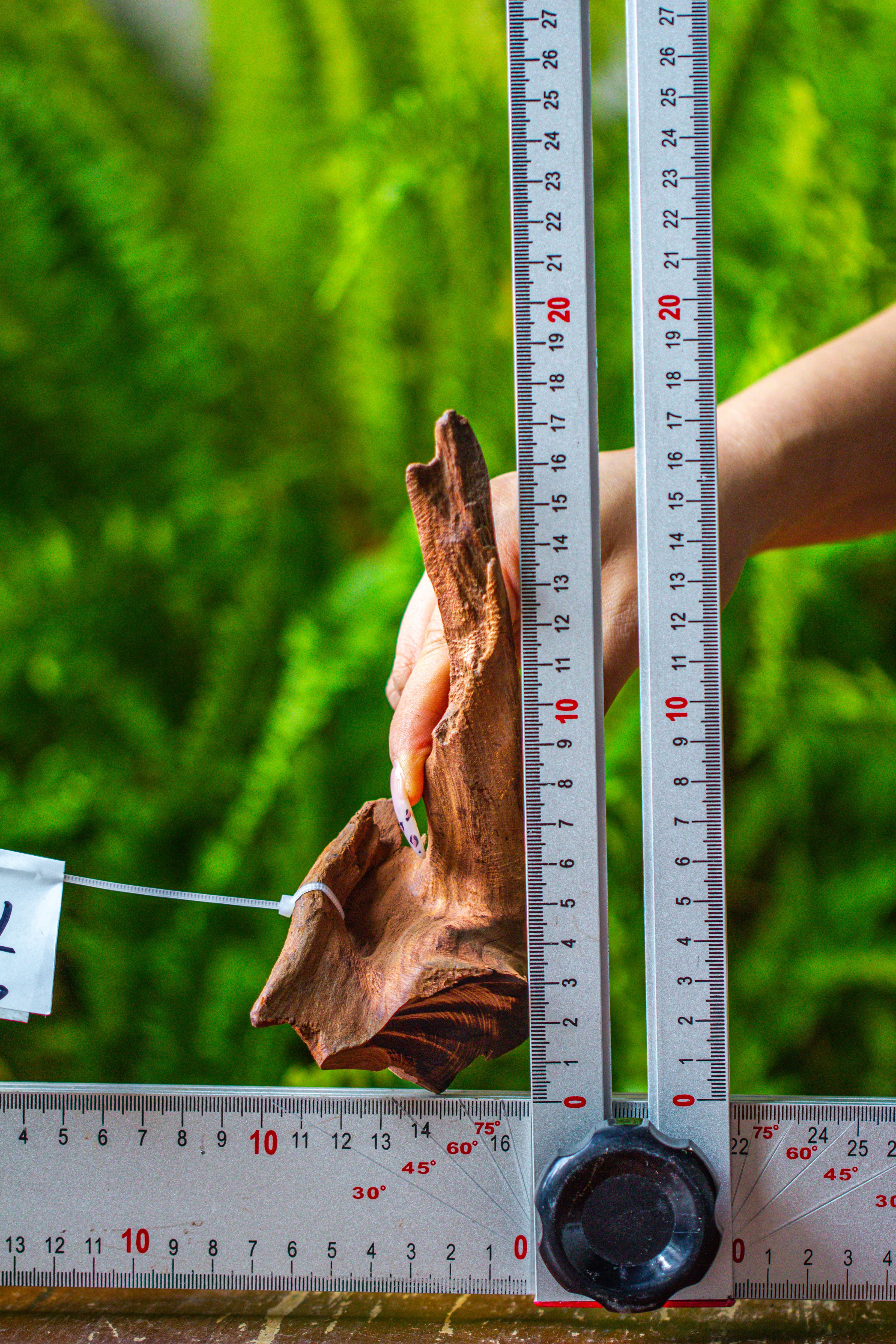 driftwood for moss terrarium, miniature, micro landscape, 7045 - NCYPgarden