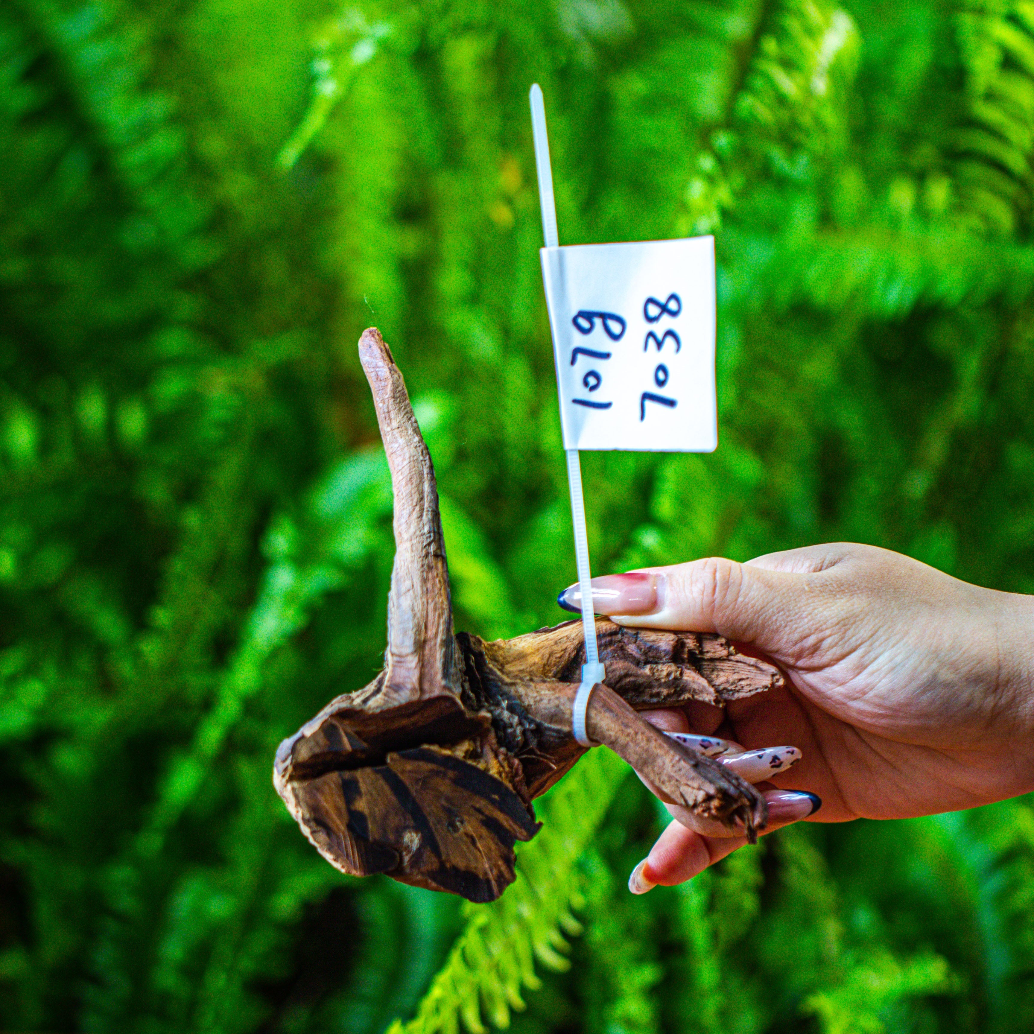 driftwood for moss terrarium, miniature, micro landscape, 7038 - NCYPgarden