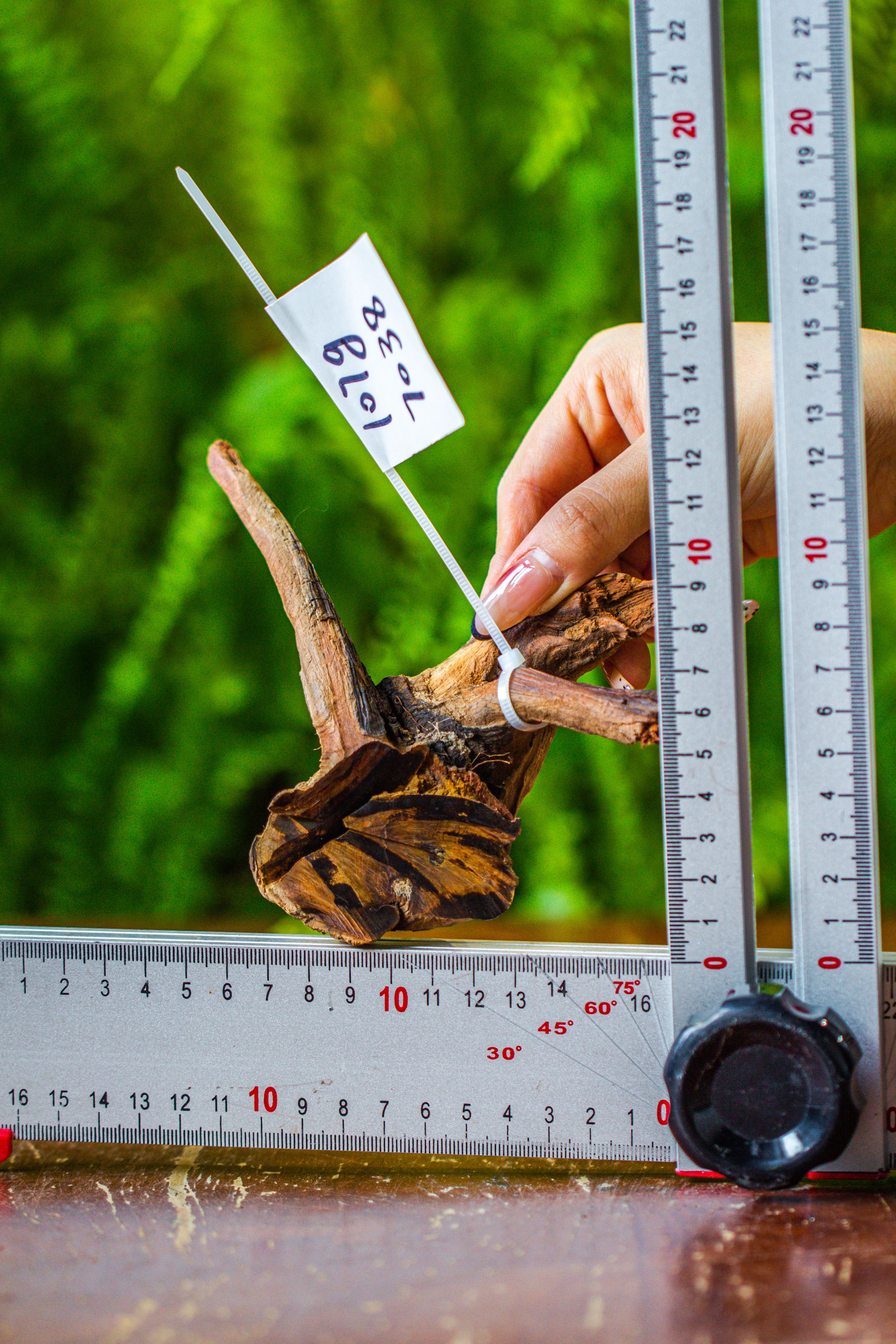 driftwood for moss terrarium, miniature, micro landscape, 7038 - NCYPgarden