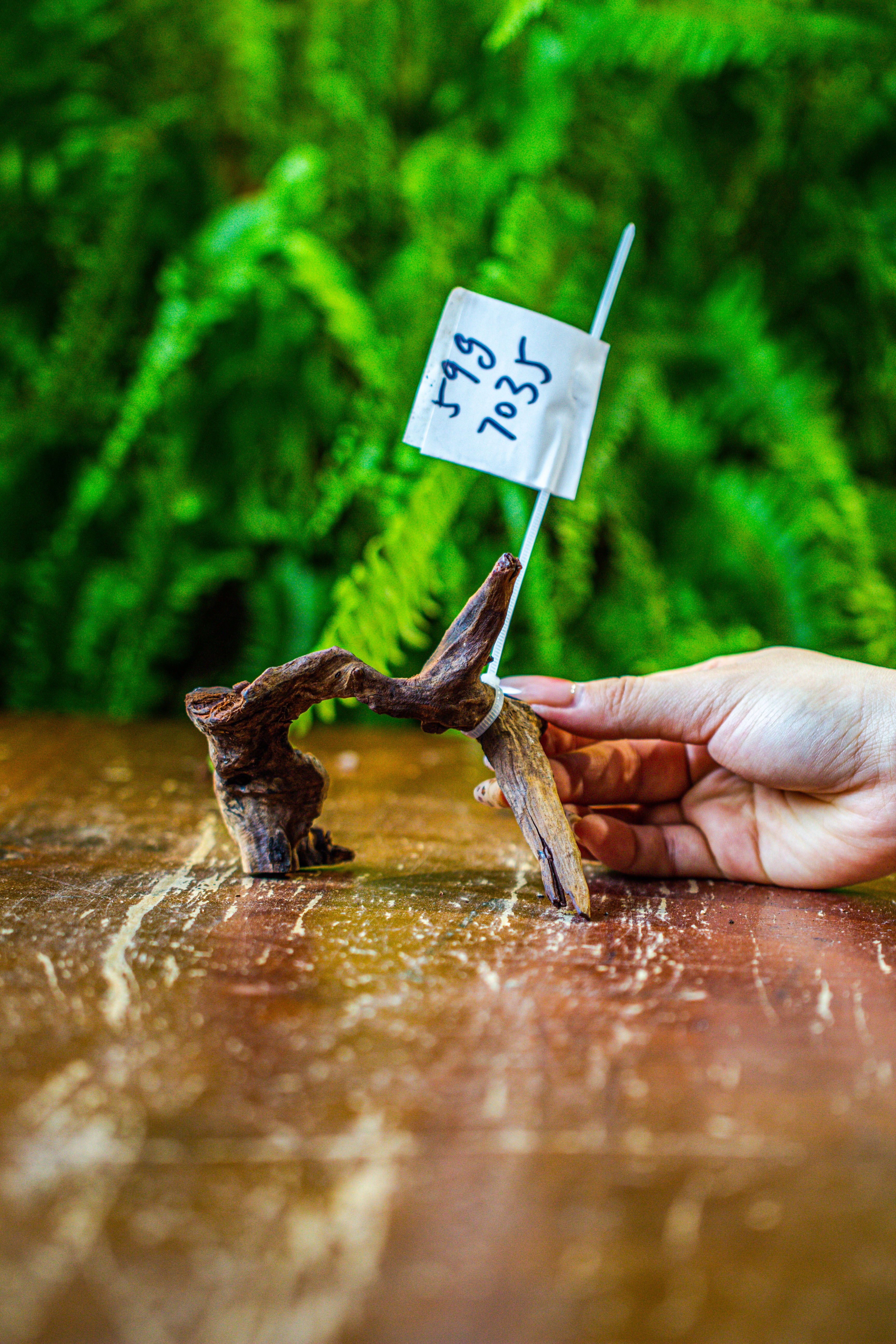 driftwood for moss terrarium, miniature, micro landscape, 7035 - NCYPgarden