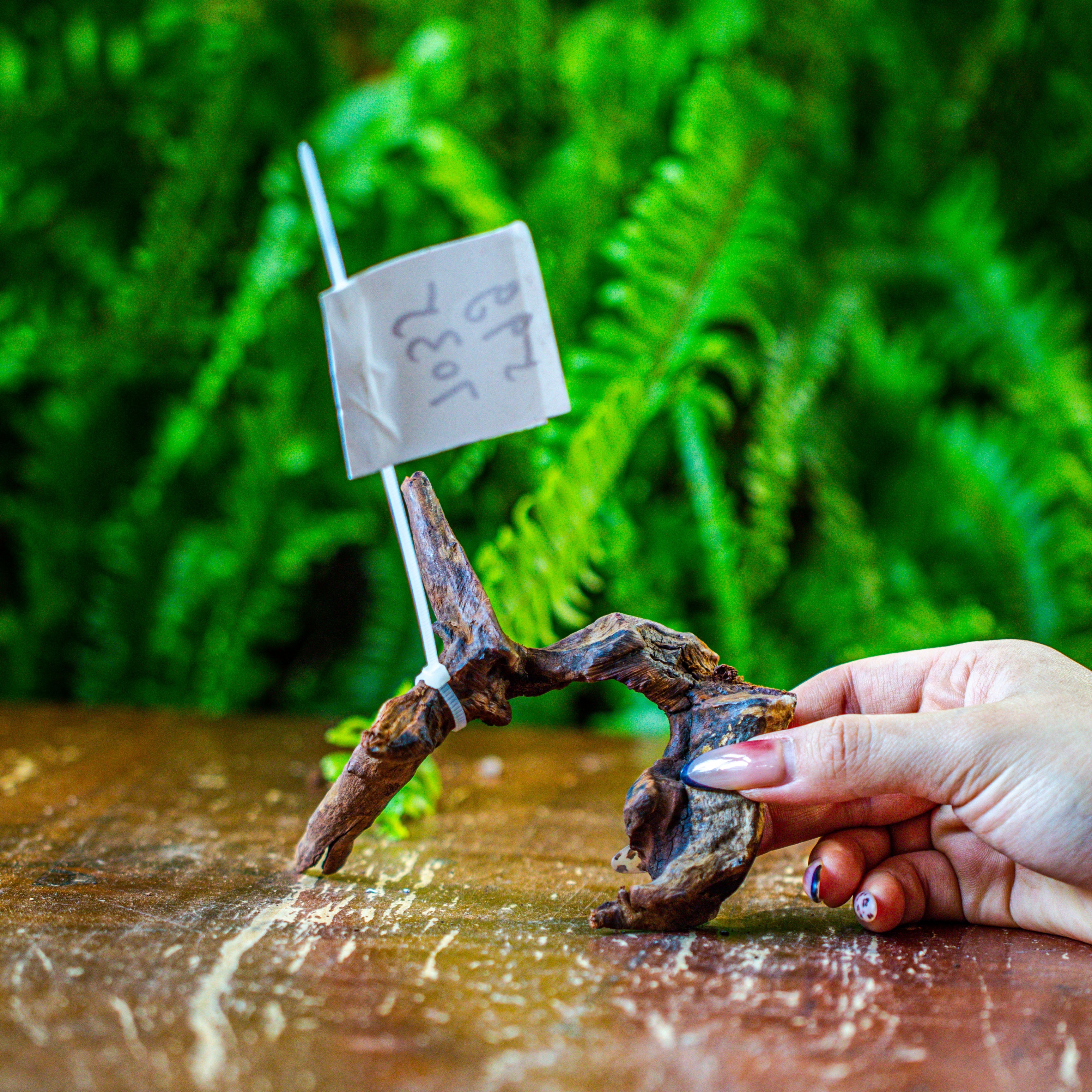 driftwood for moss terrarium, miniature, micro landscape, 7035 - NCYPgarden