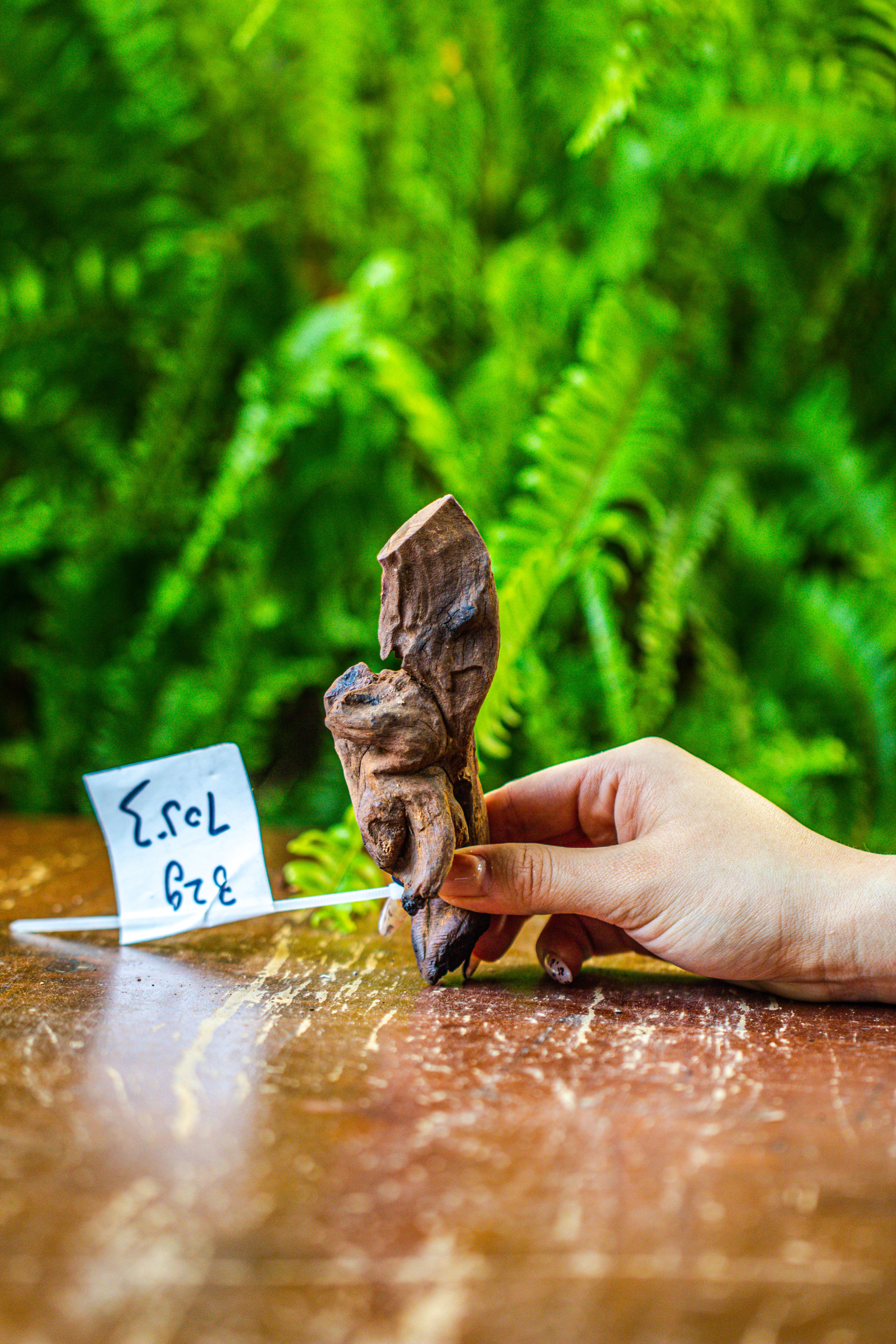 driftwood for moss terrarium, miniature, micro landscape, 7053 - NCYPgarden