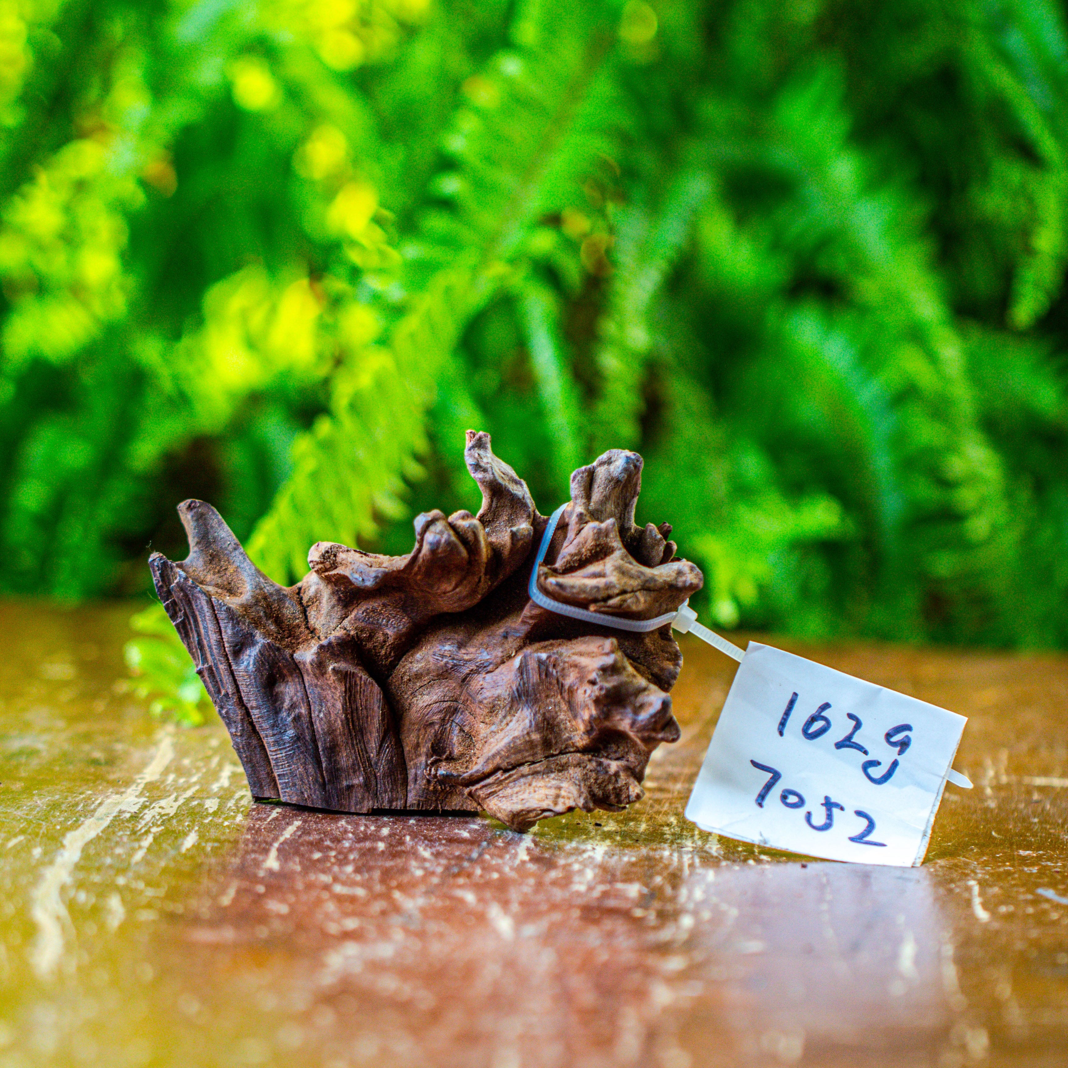 driftwood for moss terrarium, miniature, micro landscape, 7052 - NCYPgarden