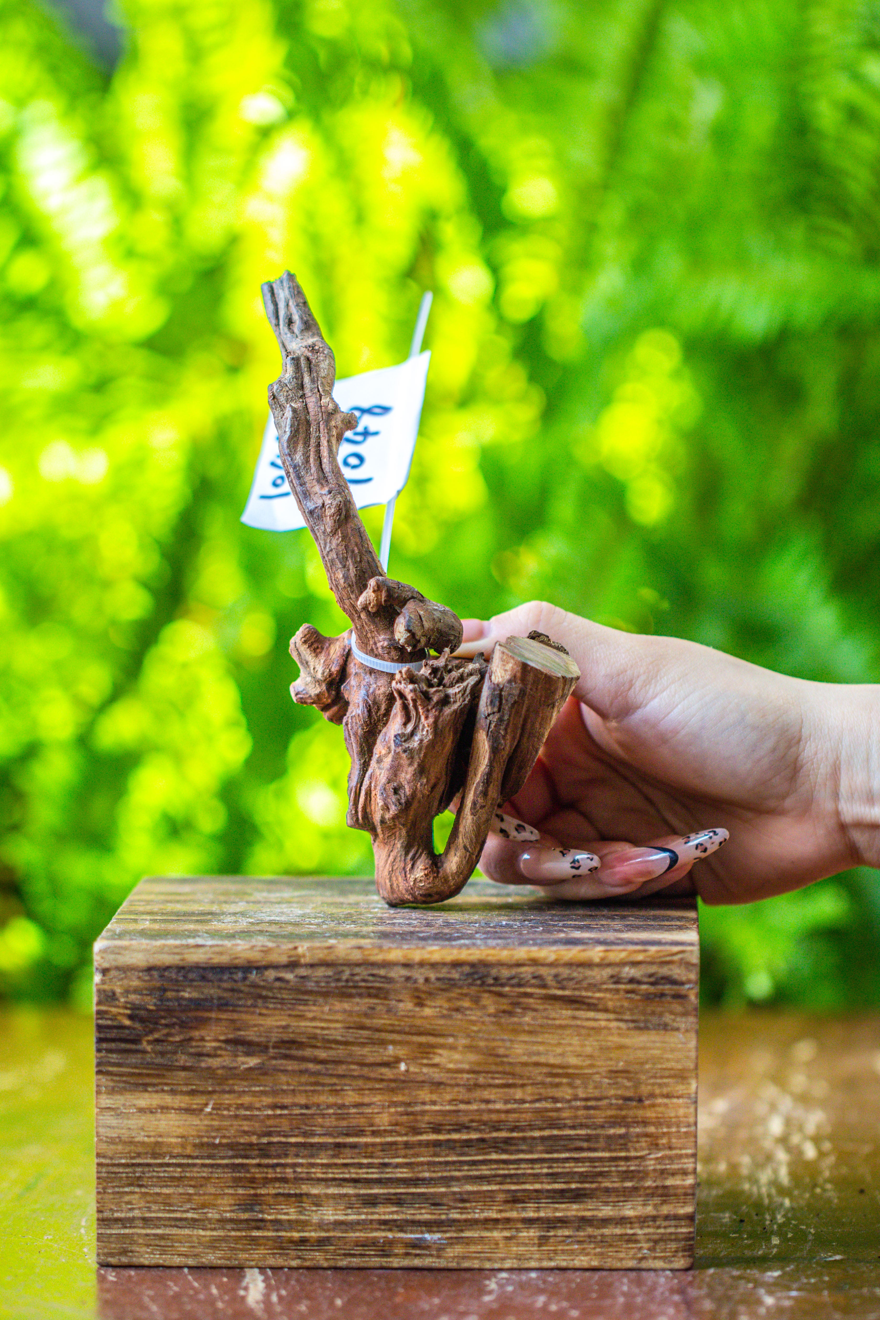 driftwood for moss terrarium, miniature, micro landscape, 7048 - NCYPgarden