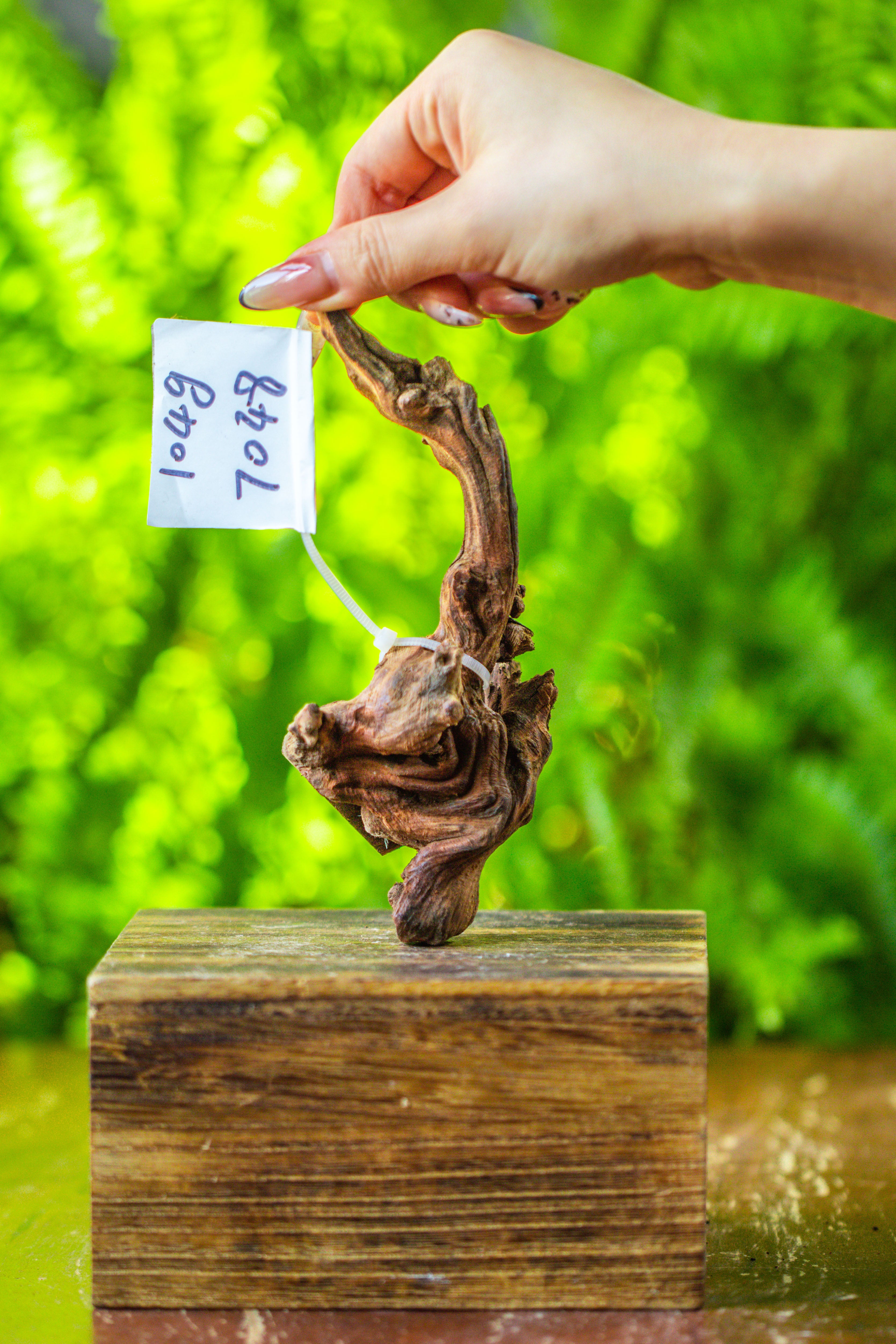 driftwood for moss terrarium, miniature, micro landscape, 7048 - NCYPgarden