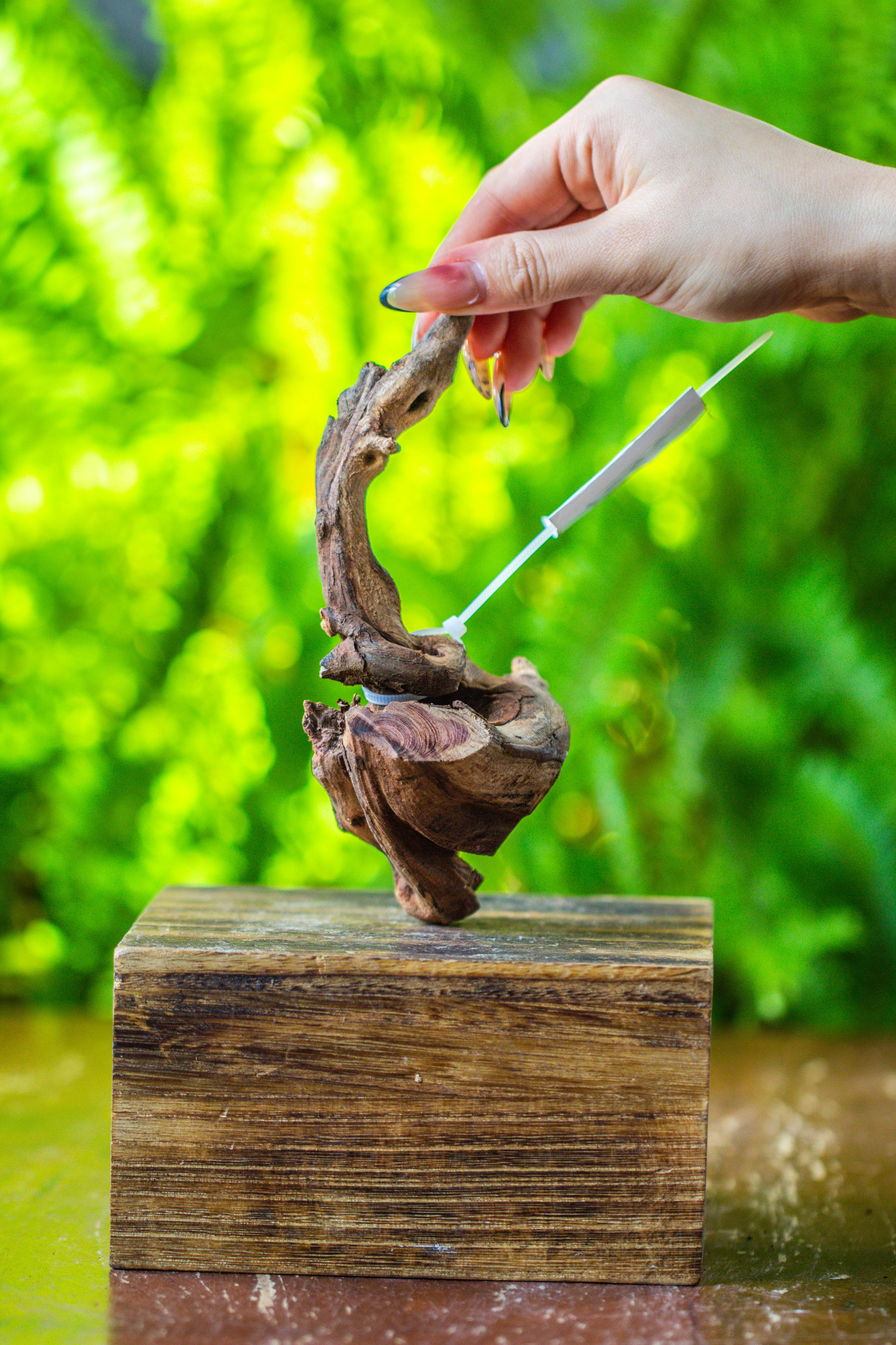 driftwood for moss terrarium, miniature, micro landscape, 7048 - NCYPgarden