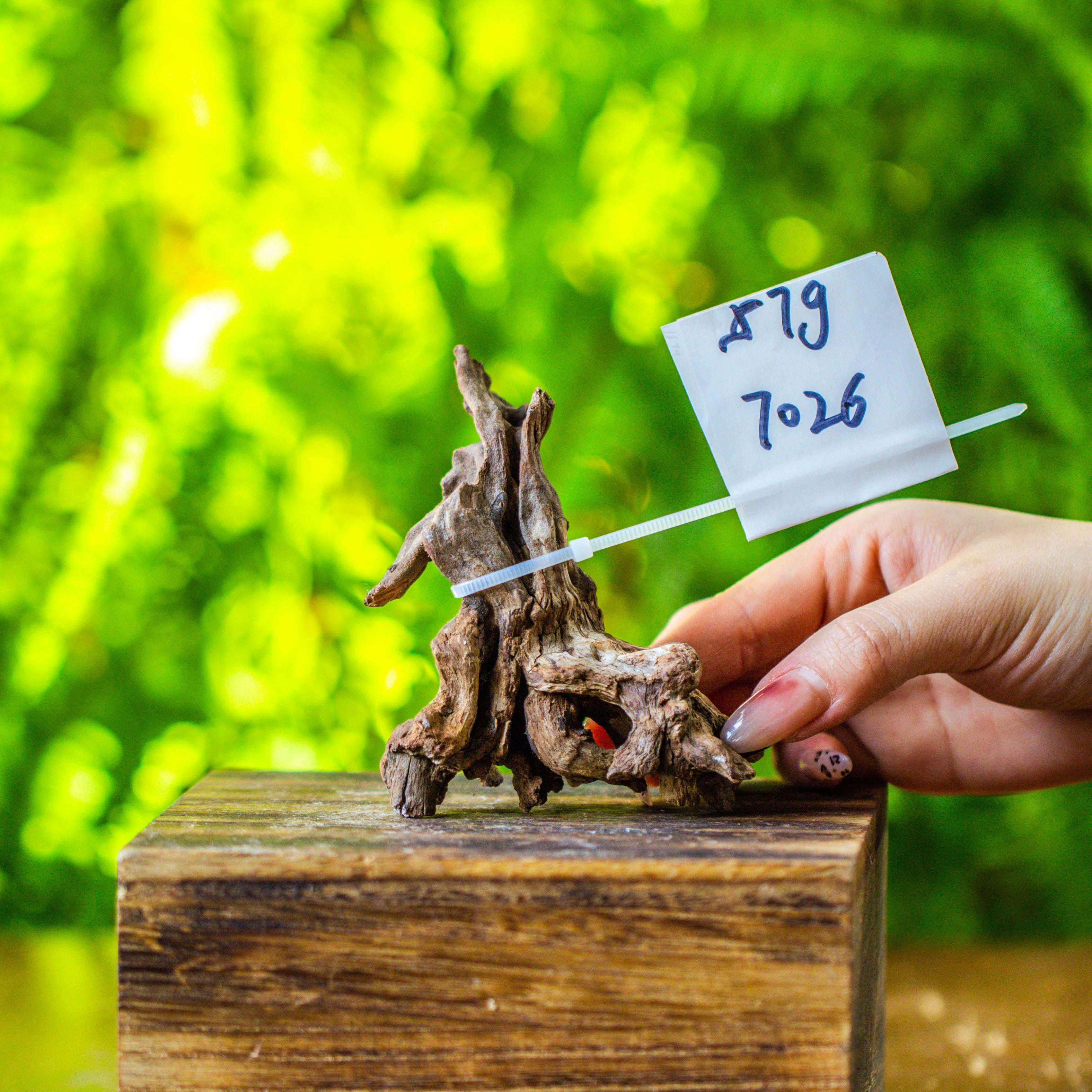 driftwood for moss terrarium, miniature, micro landscape, 7026 - NCYPgarden