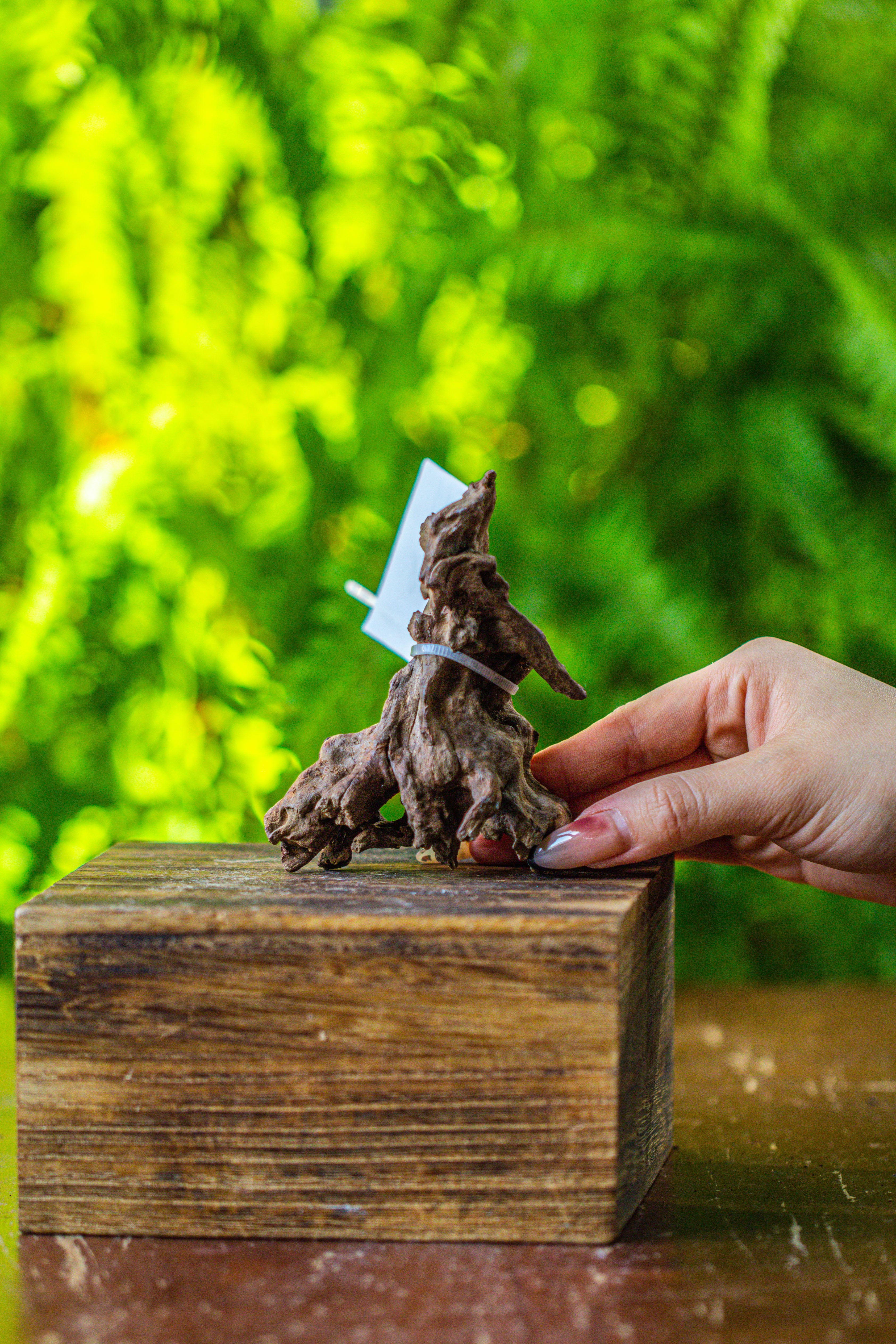 driftwood for moss terrarium, miniature, micro landscape, 7026 - NCYPgarden