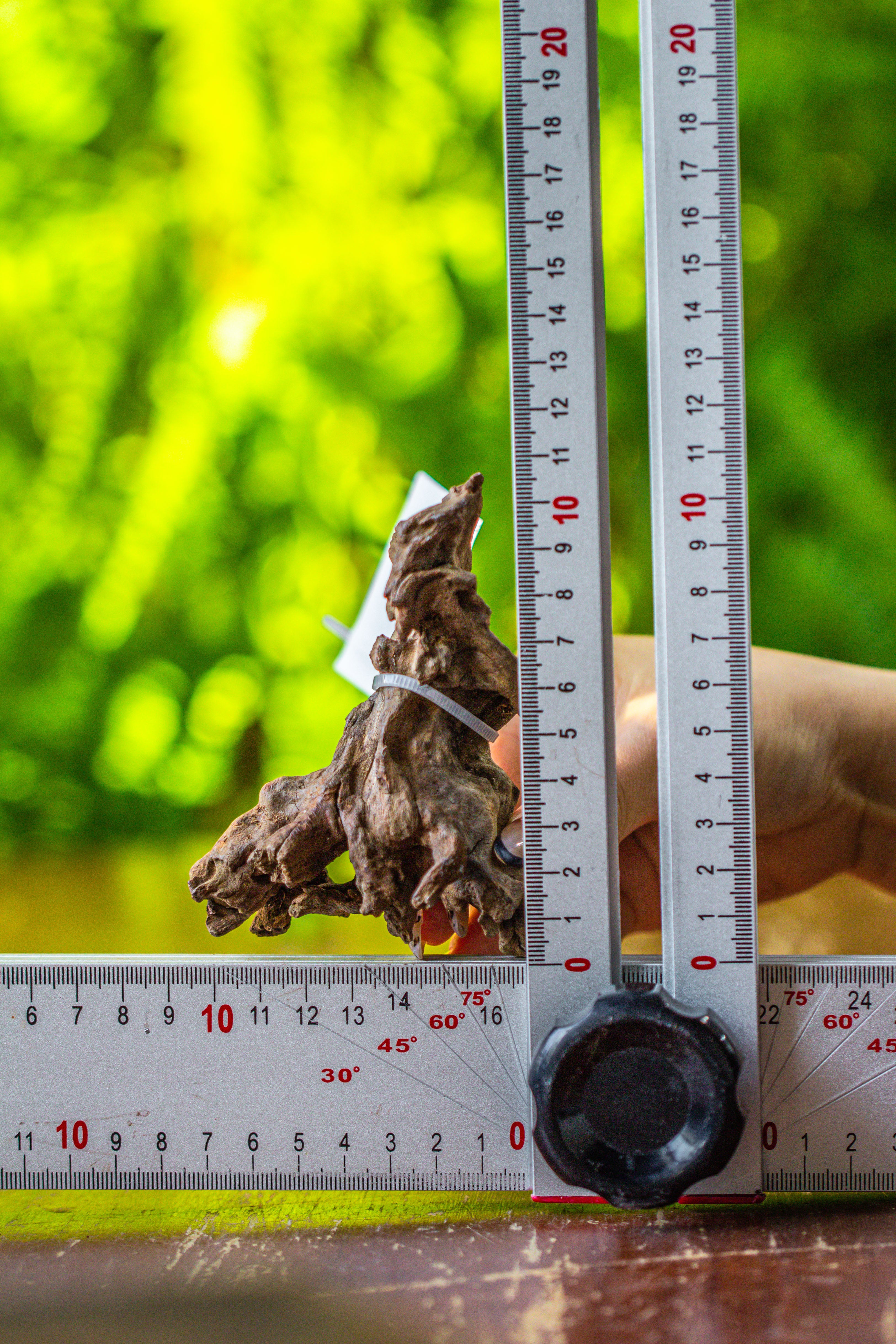 driftwood for moss terrarium, miniature, micro landscape, 7026 - NCYPgarden