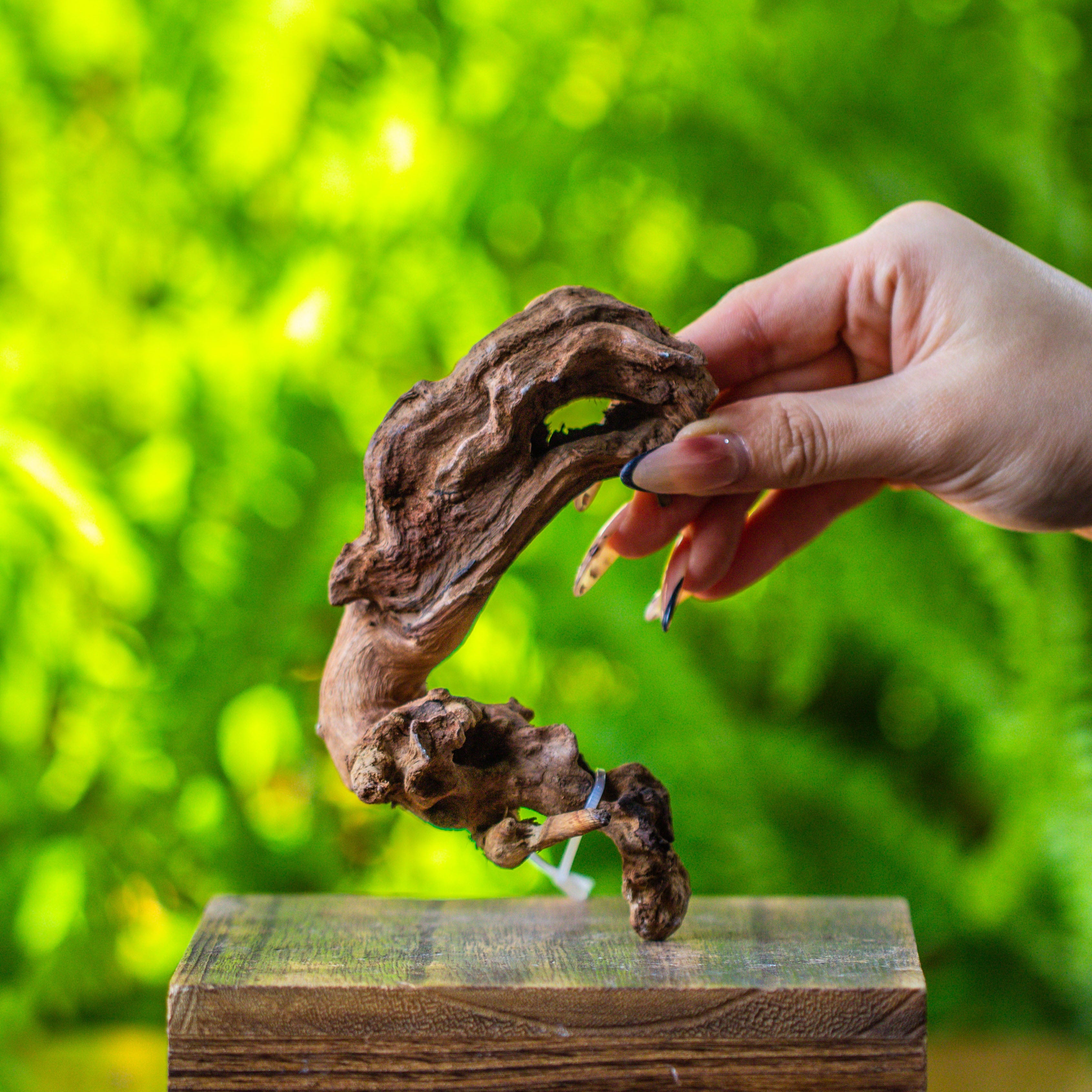 driftwood for moss terrarium, miniature, micro landscape, 7020 - NCYPgarden