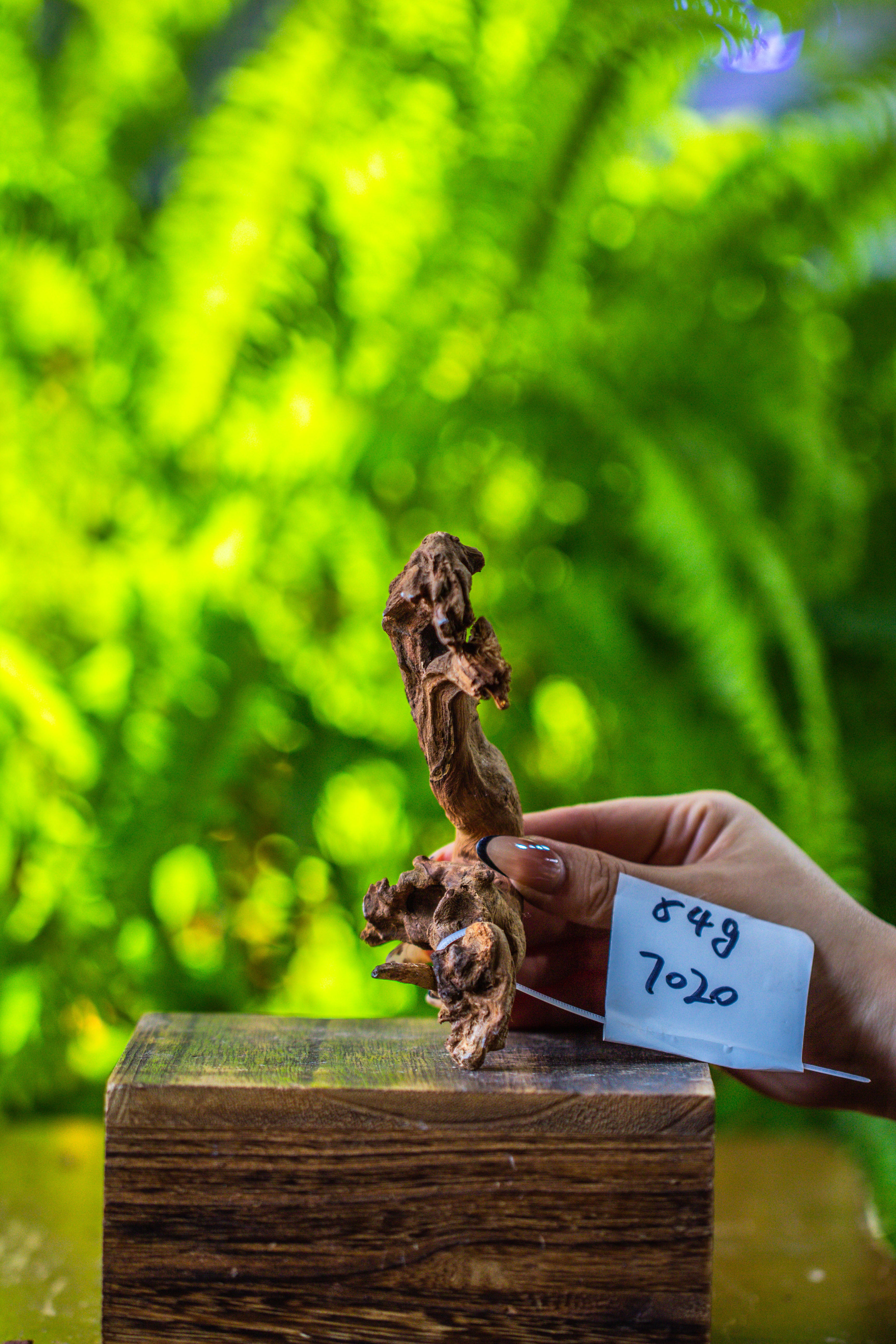 driftwood for moss terrarium, miniature, micro landscape, 7020 - NCYPgarden