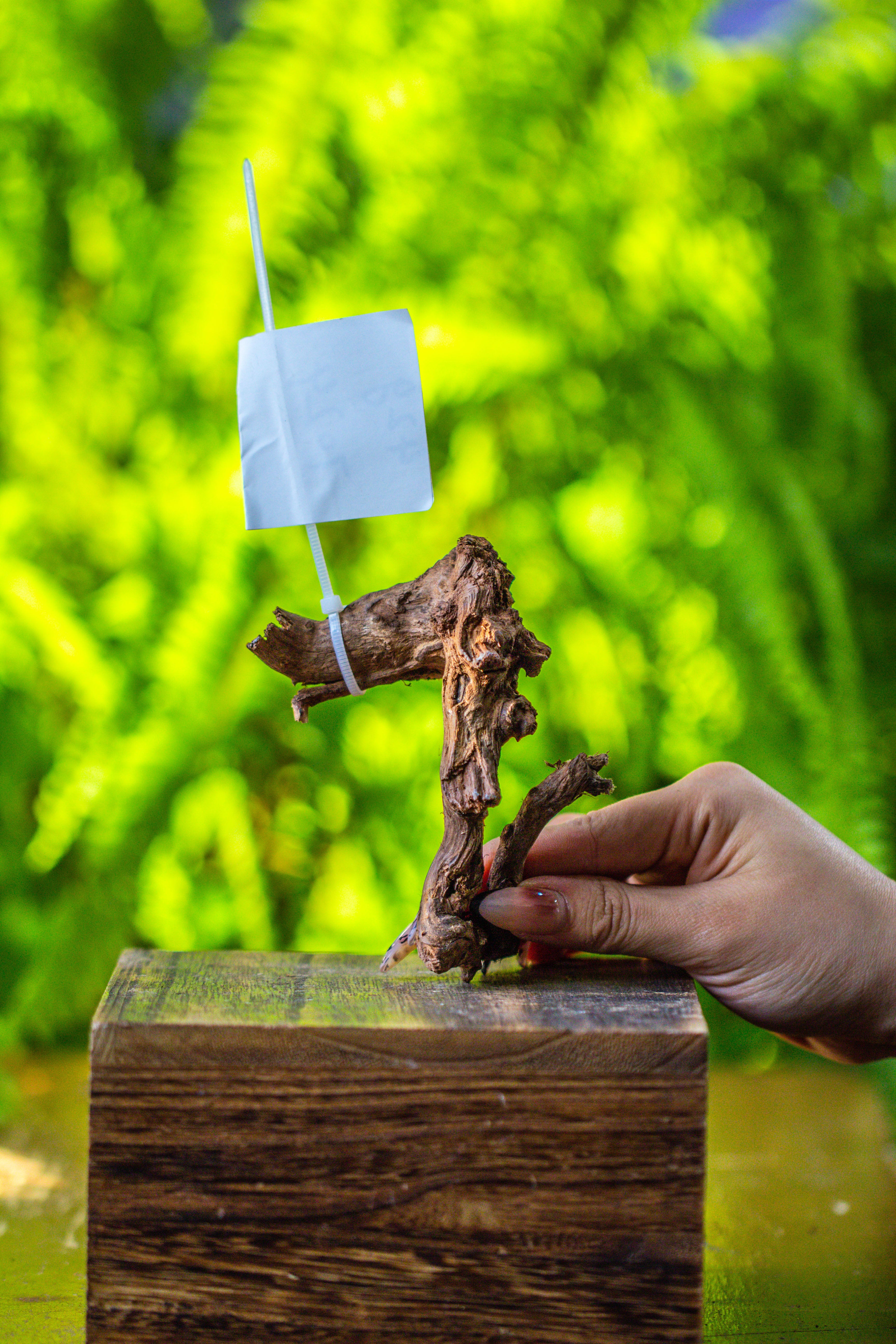 driftwood for moss terrarium, miniature, micro landscape, 7024 - NCYPgarden