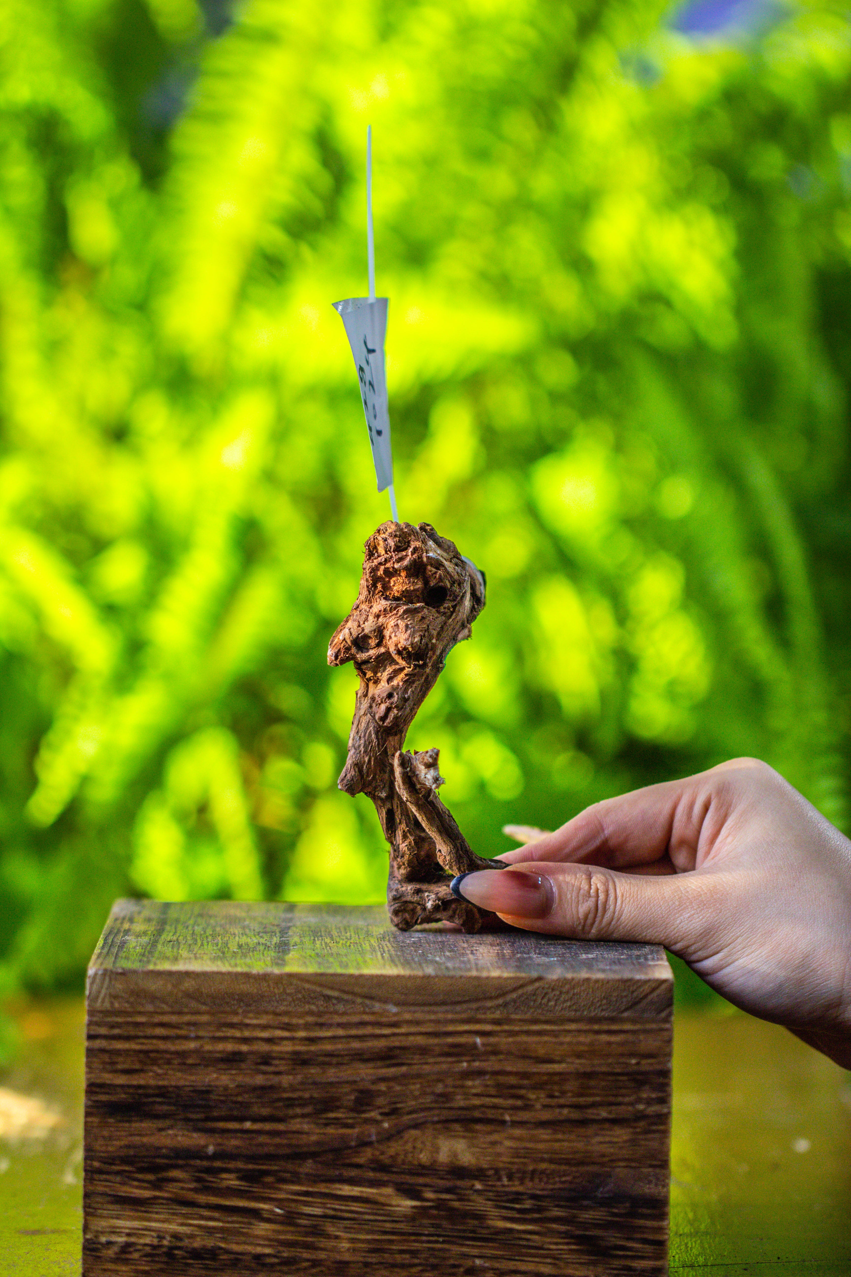 driftwood for moss terrarium, miniature, micro landscape, 7024 - NCYPgarden