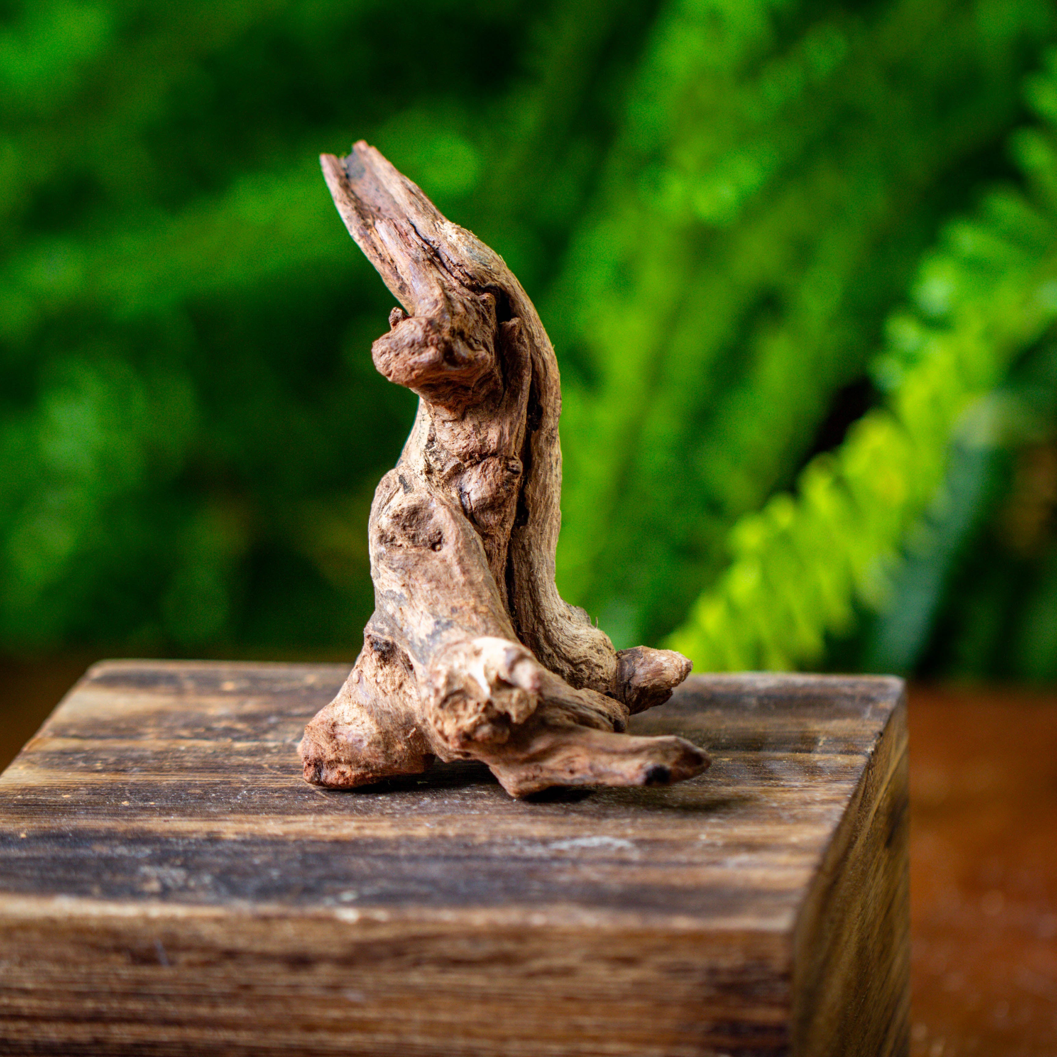 driftwood for moss terrarium, miniature, micro landscape, 5003 - NCYPgarden