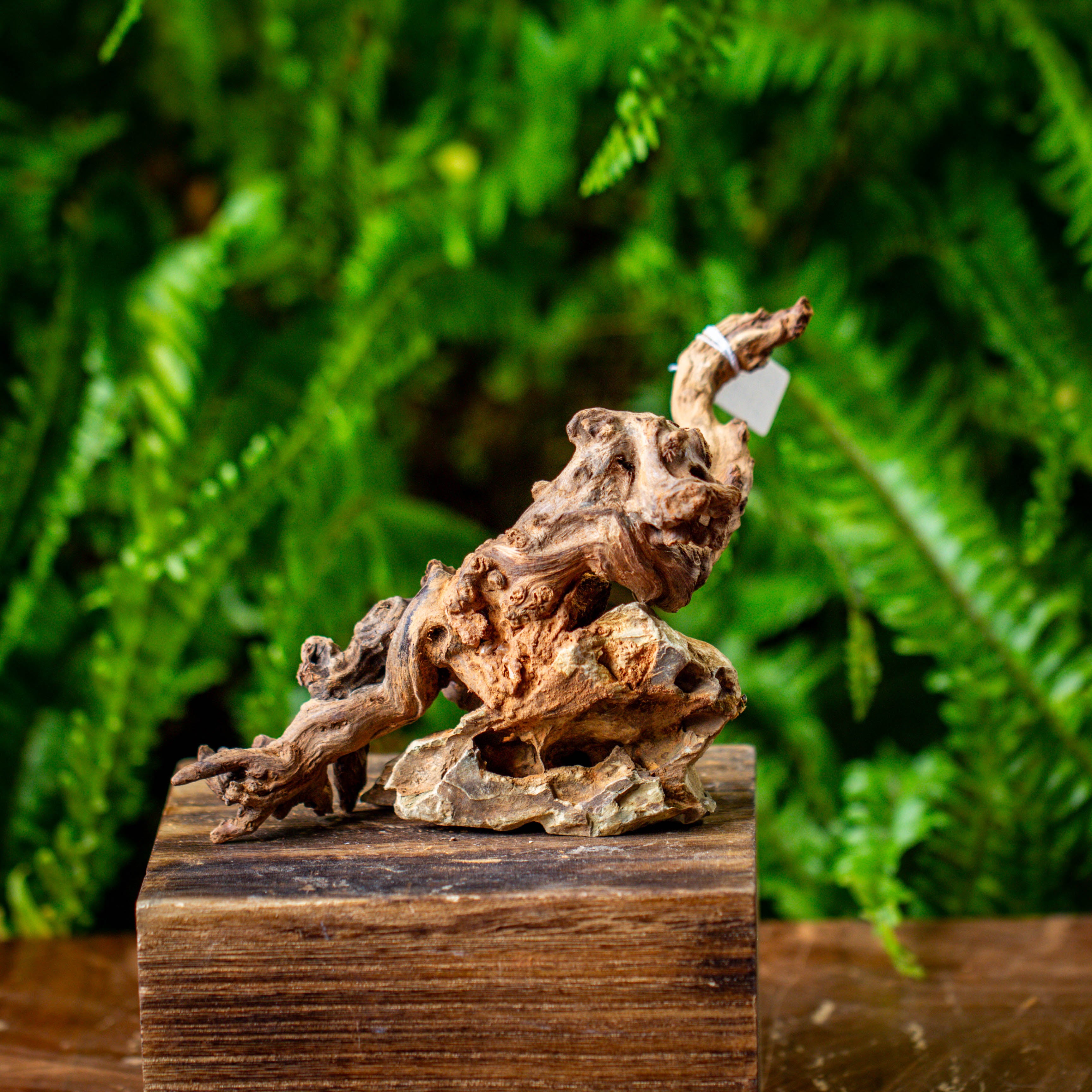 driftwood and dragon rock structure for moss terrarium, miniature, micro landscape, 5008 - NCYPgarden