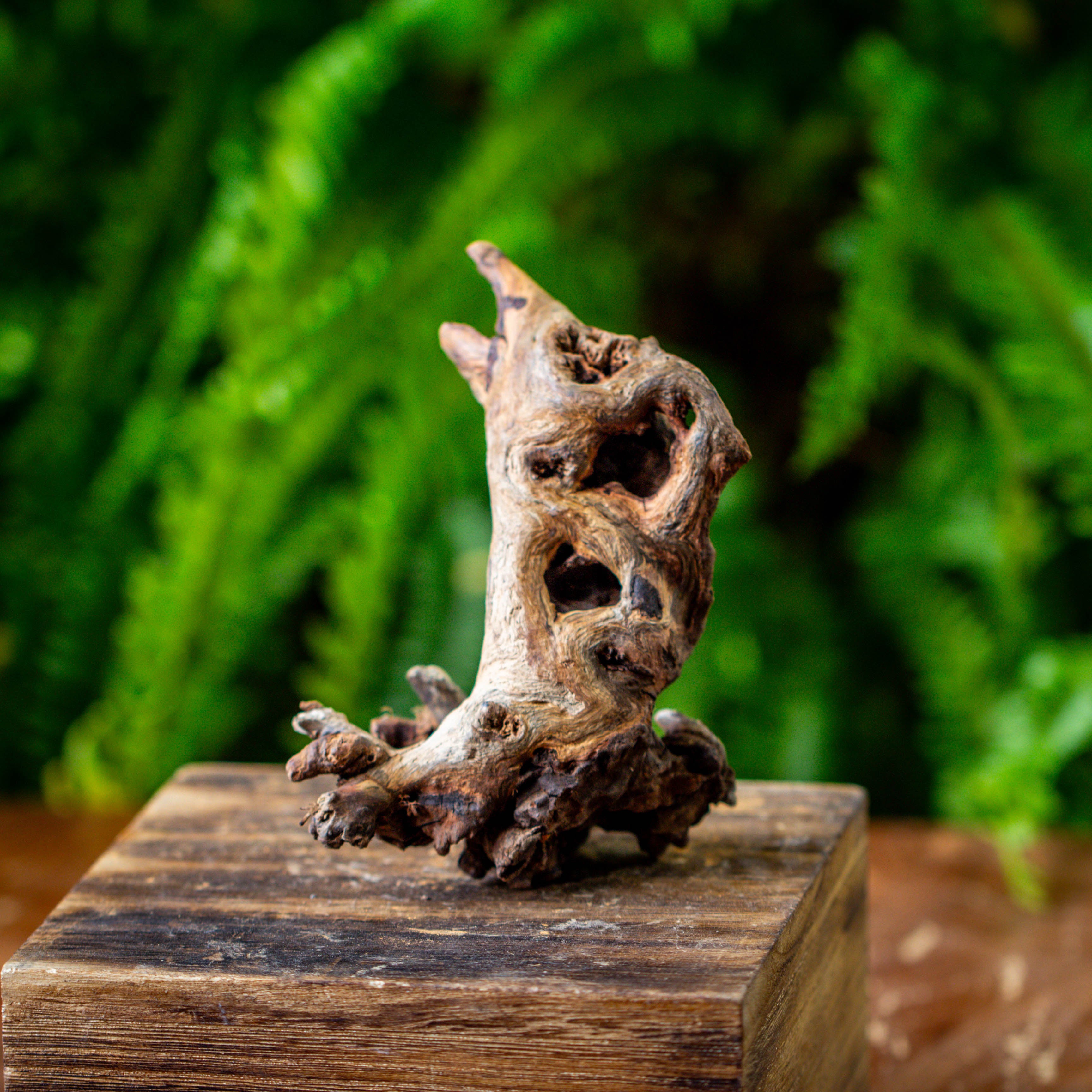 driftwood for moss terrarium, miniature, micro landscape, 5002 - NCYPgarden