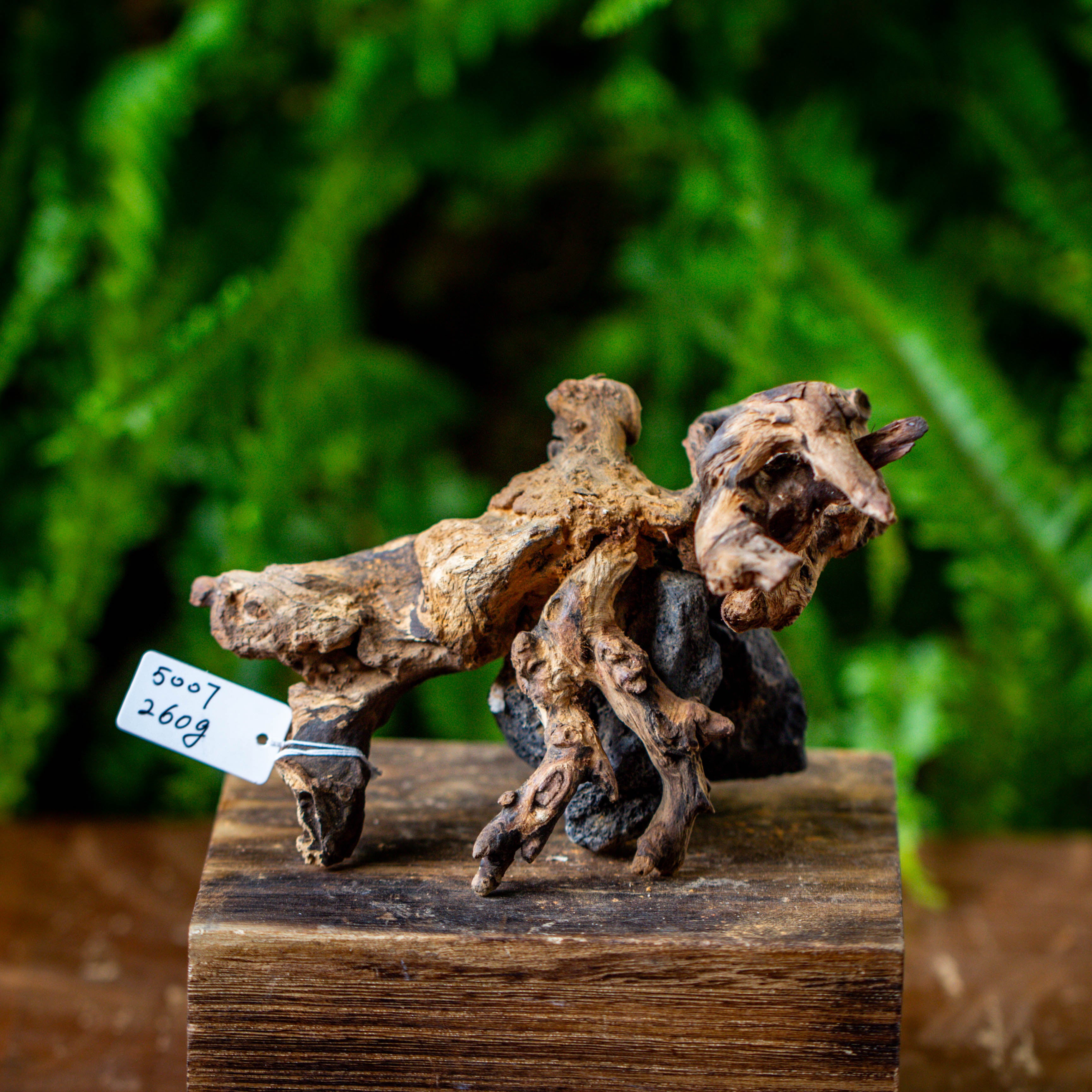 driftwood and lava rock structure for moss terrarium, miniature, micro landscape, 5007 - NCYPgarden