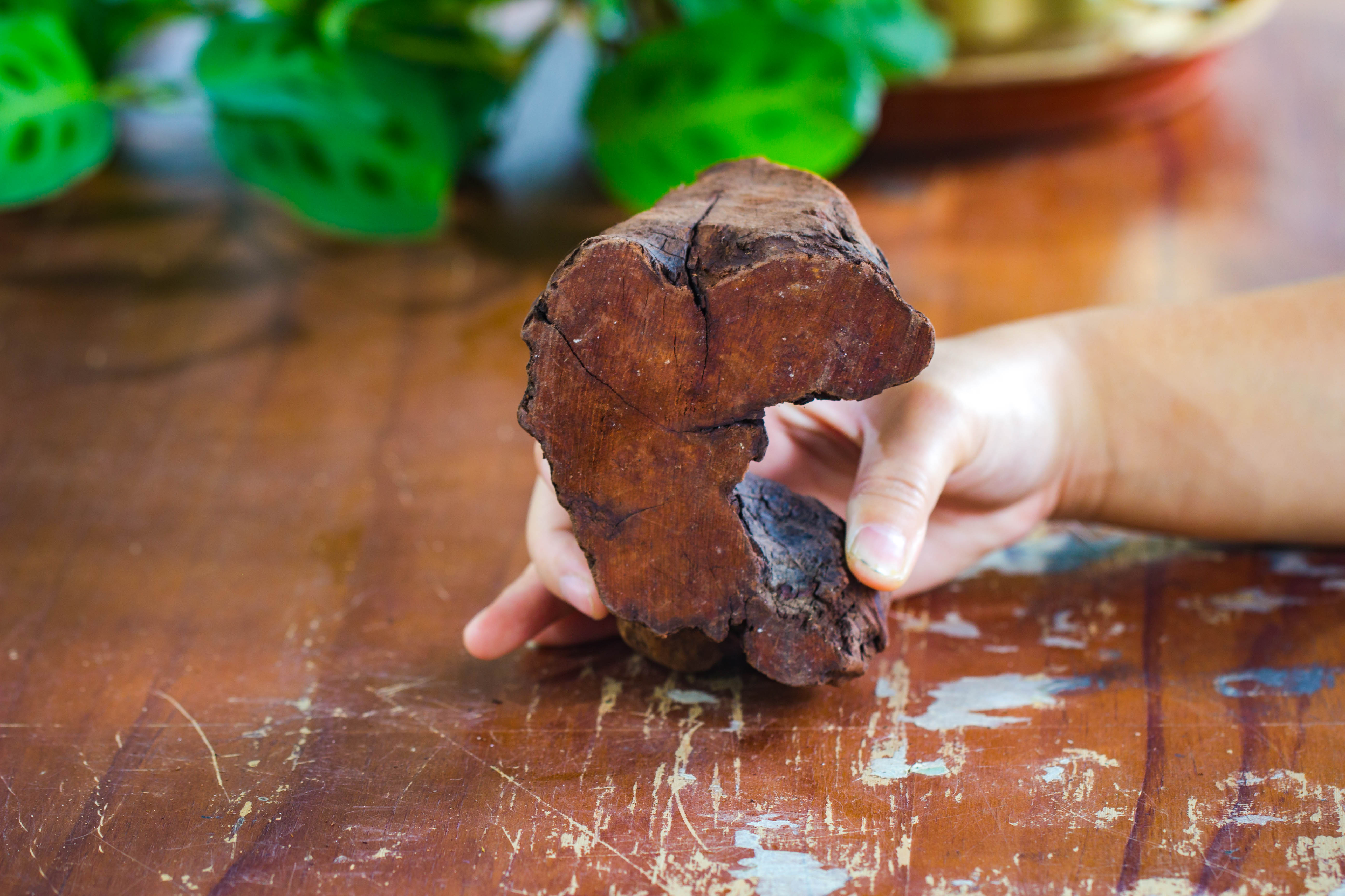 Natural driftwood for moss terrarium, miniature, micro landscape, unique  10-2, suitable for both live and preserved moss - NCYPgarden