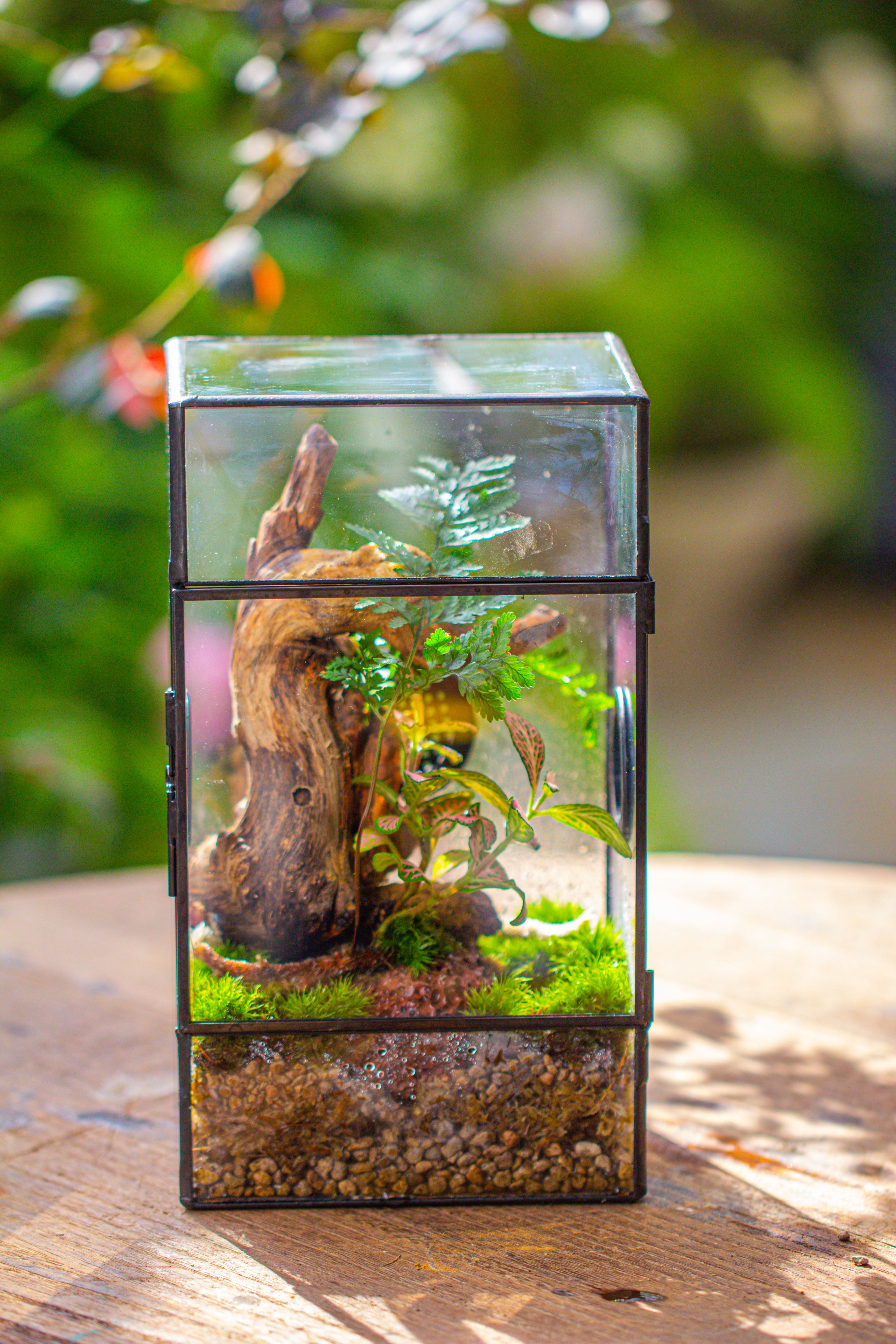 Glass Geometric Terrarium with Door Enclosure, Black Plastic Mesh Vent for Insects, Snail, Jumping Spider, Plants Not Included - NCYPgarden