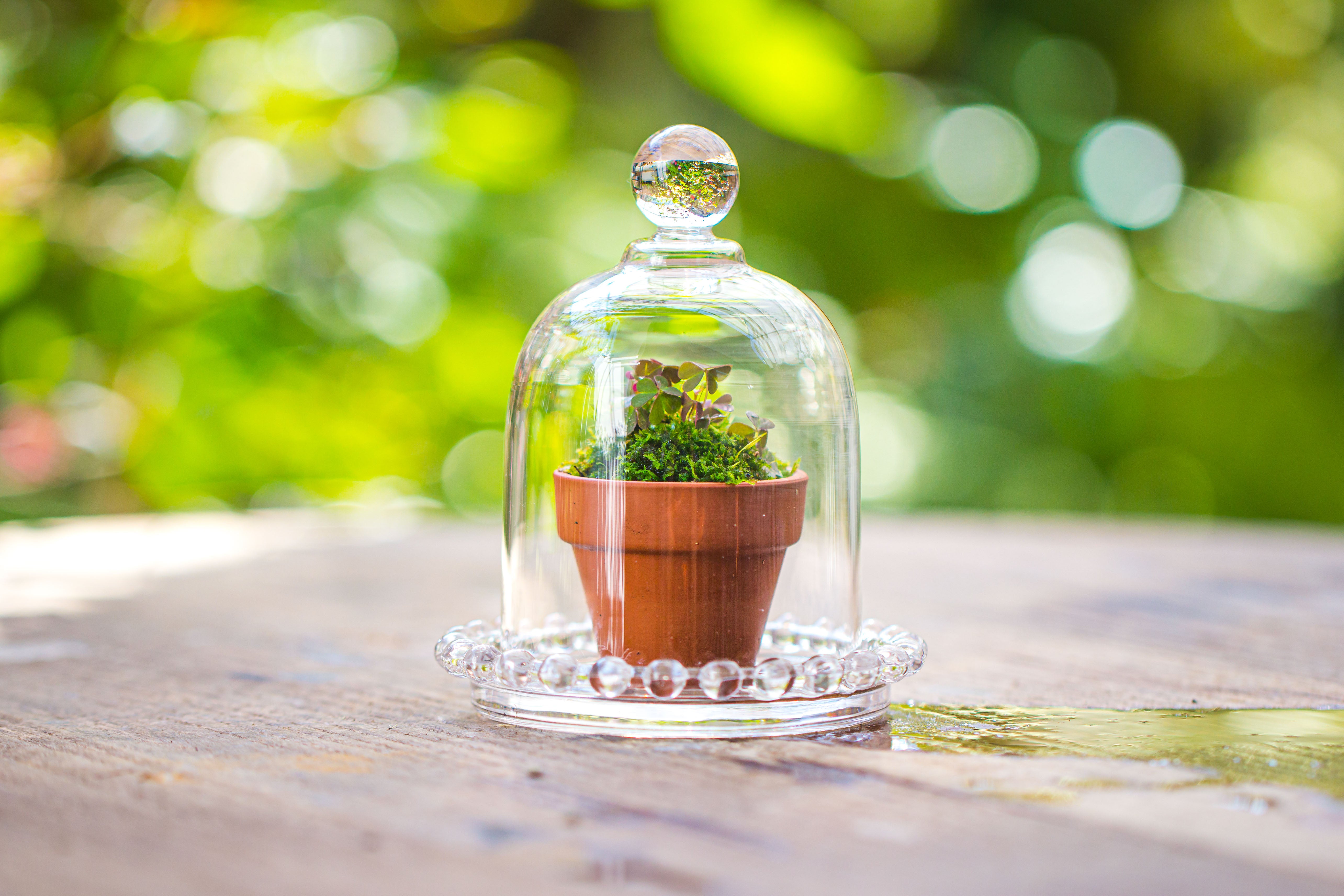 mini bell shape glass cloche dome with beaded decorative base 9.5x14cm - NCYPgarden