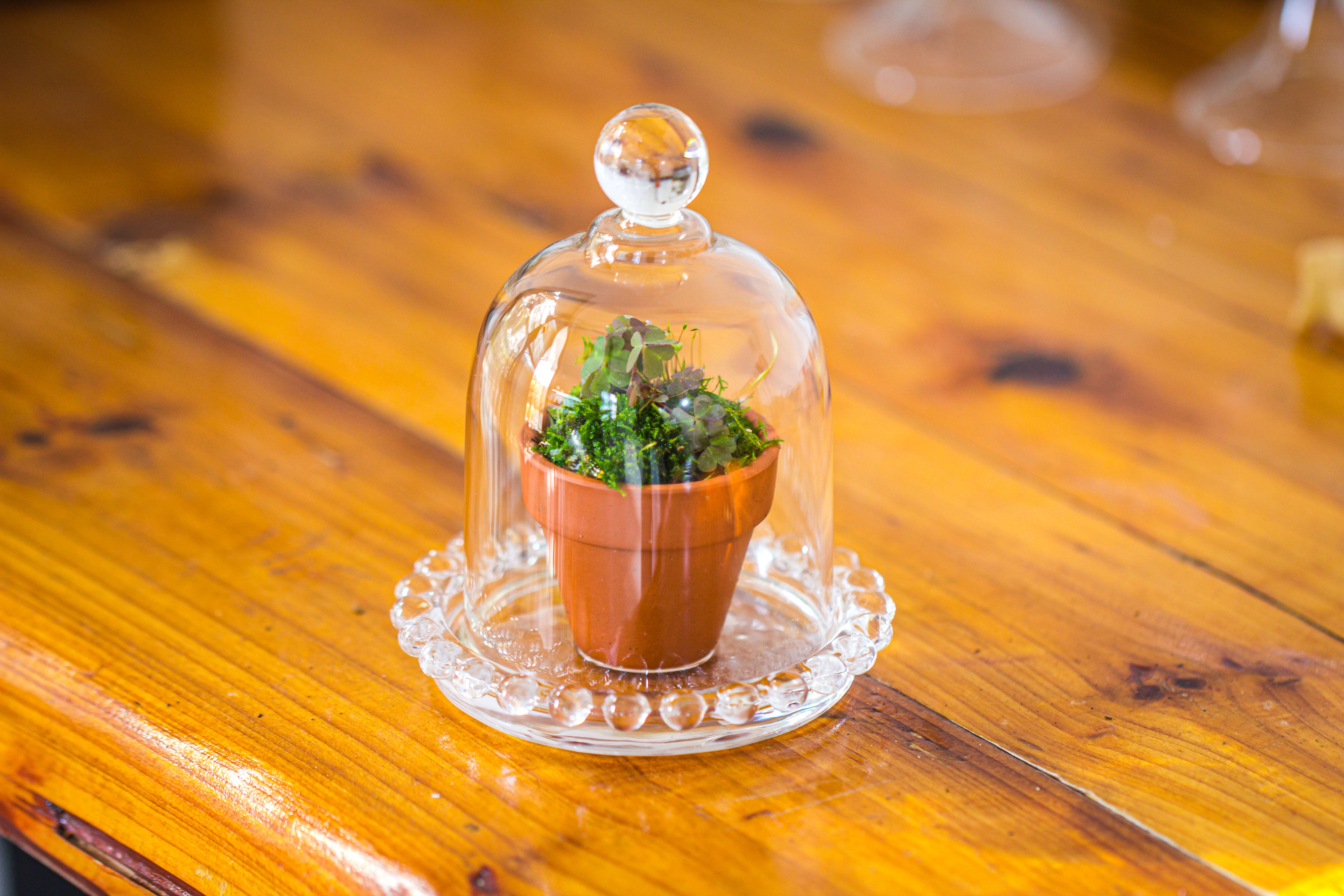 mini bell shape glass cloche dome with beaded decorative base 9.5x14cm - NCYPgarden