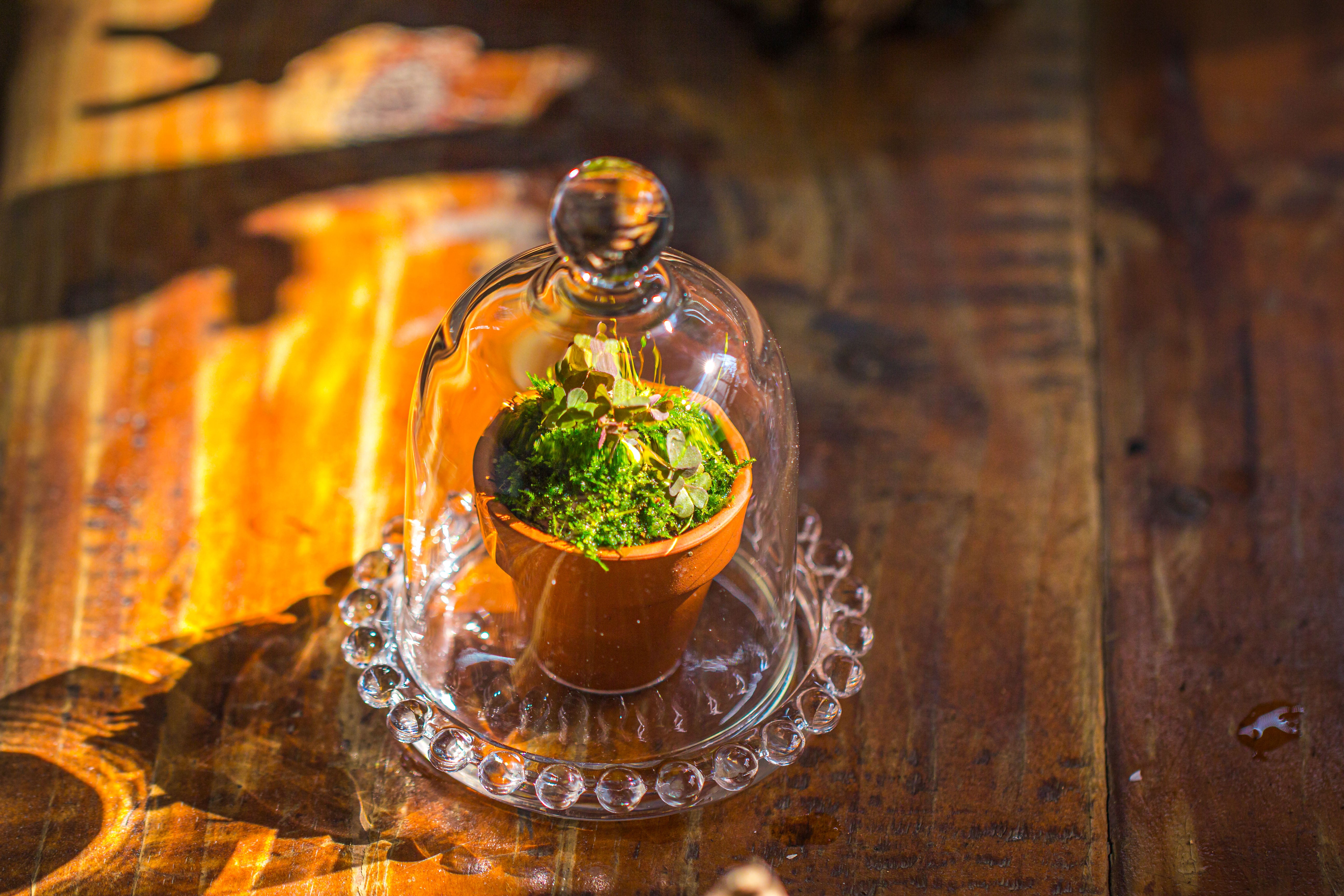 mini bell shape glass cloche dome with beaded decorative base 9.5x14cm - NCYPgarden