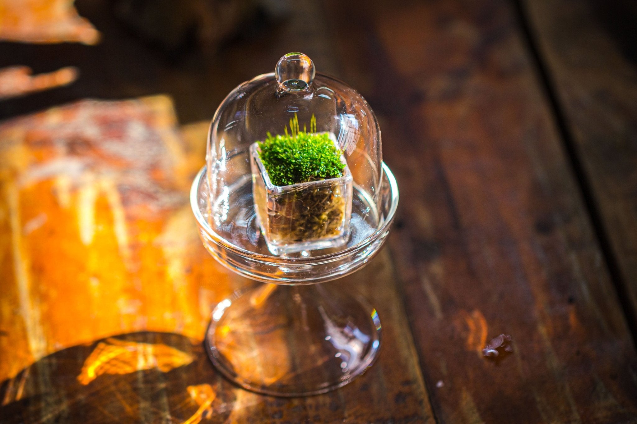 3 units Mini glass serve stand dome cloche set 7x12.8cm - NCYPgarden