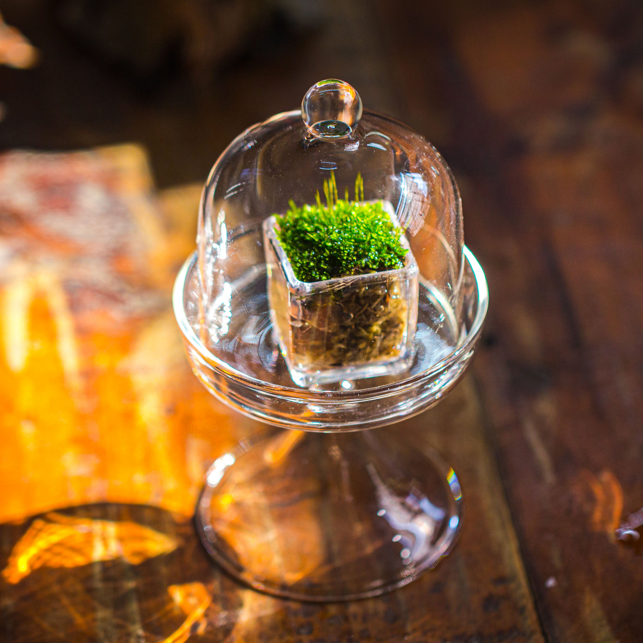 3 units Mini glass serve stand dome cloche set 7x12.8cm - NCYPgarden