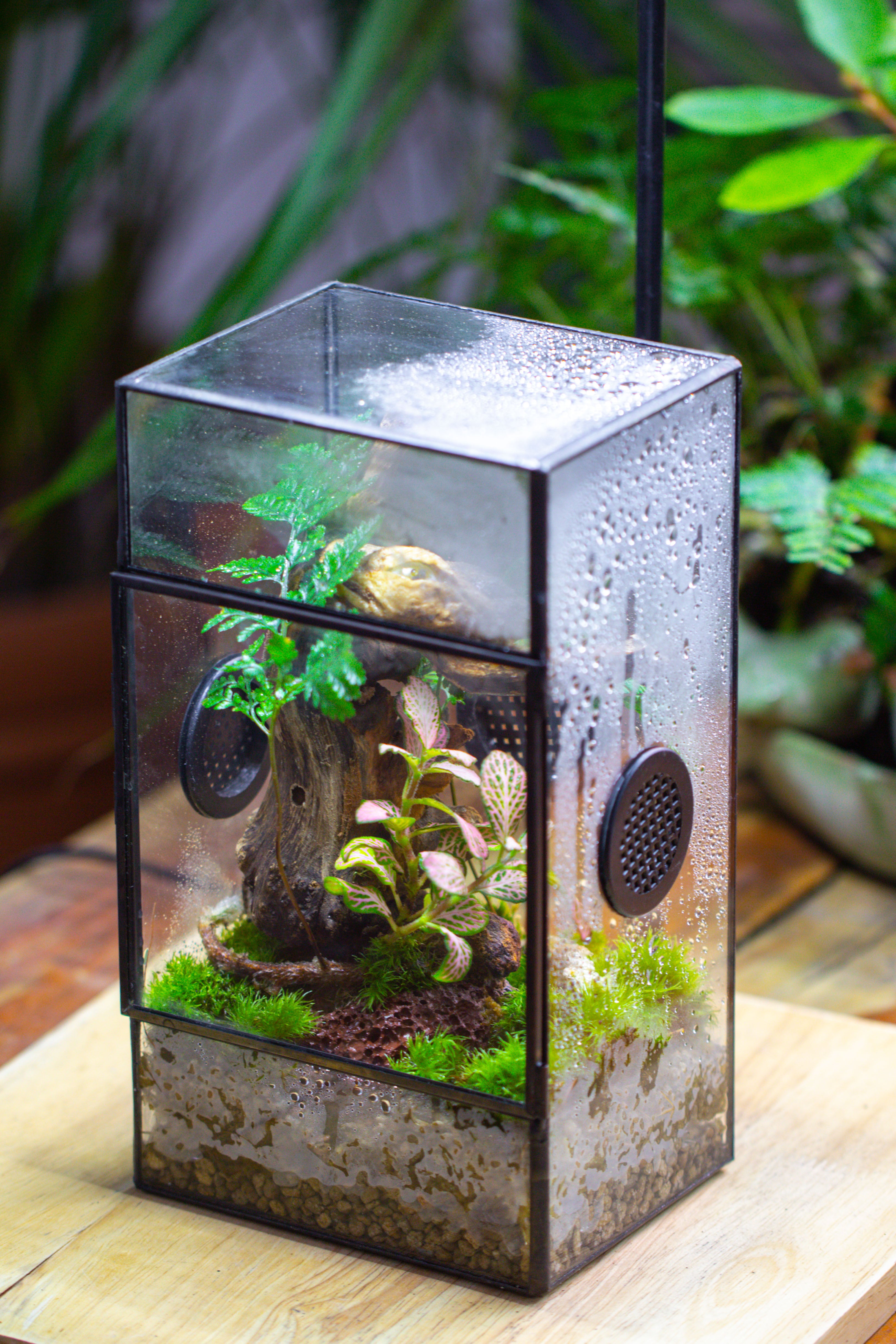 Glass Geometric Terrarium with Door Enclosure, Black Plastic Mesh Vent for Insects, Snail, Jumping Spider, Plants Not Included - NCYPgarden