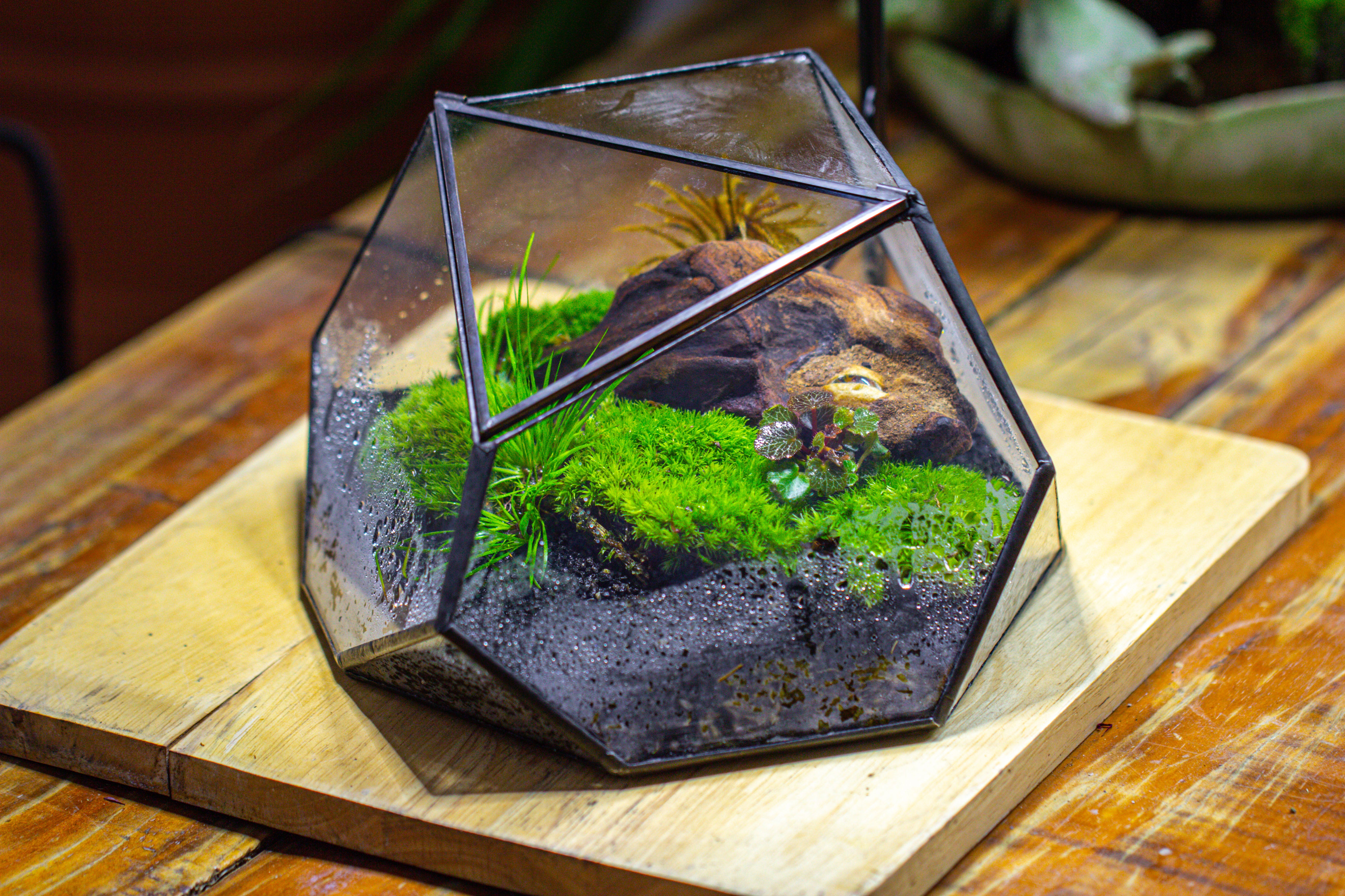 Geometric Terrarium Irregular, handmade,Tin and Glass - NCYPgarden