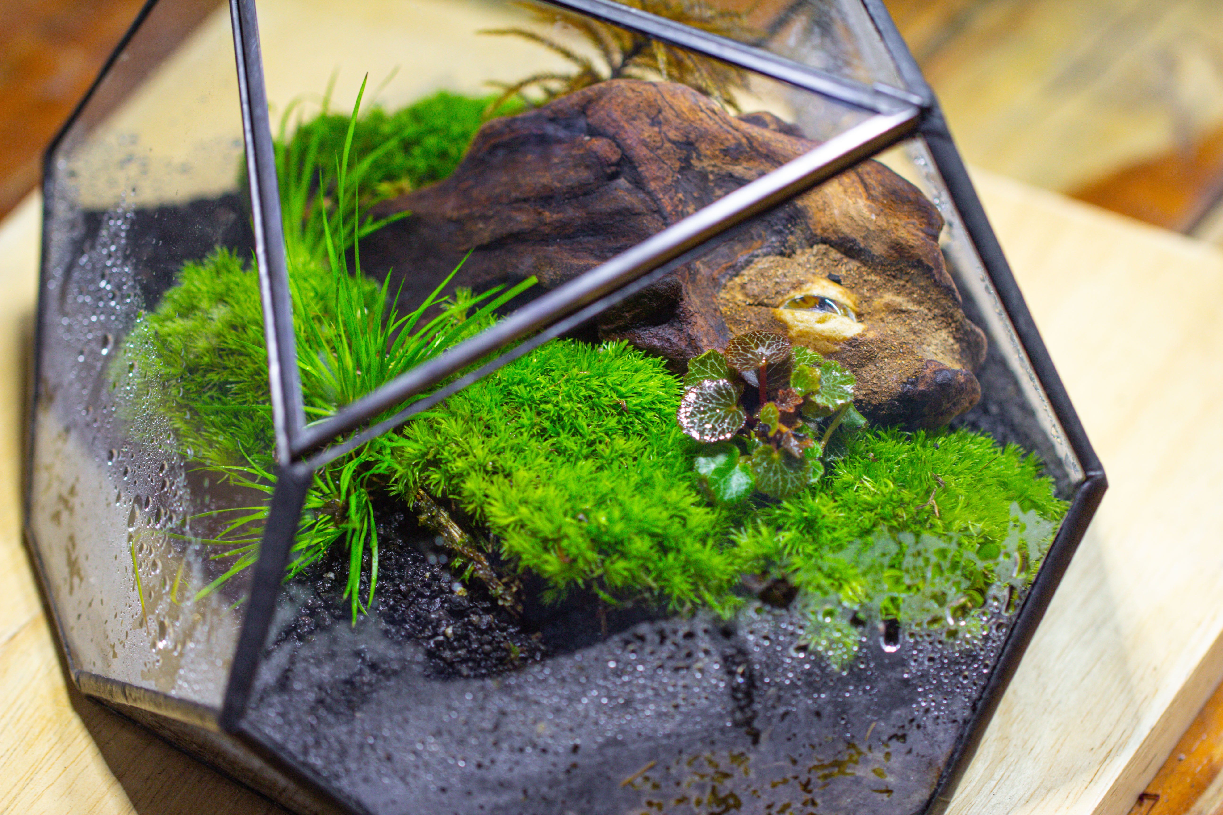 Geometric Terrarium Irregular, handmade,Tin and Glass - NCYPgarden